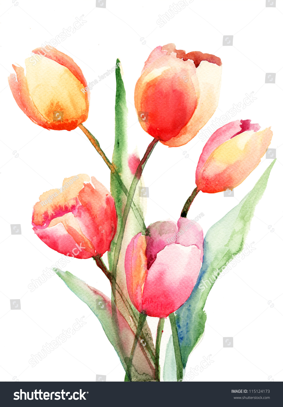 Tulips Flowers Watercolor Painting Stock Illustration 115124173