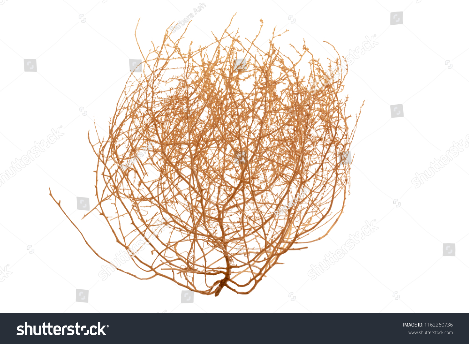 Tumbleweed Stock Photos, Images & Photography | Shutterstock