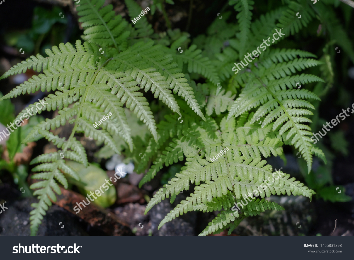 Tumbuhan Paku Ferns Nature Background Stock Photo (Edit Now Tumbuhan Paku Ferns Nature Background Stock Photo (Edit Now