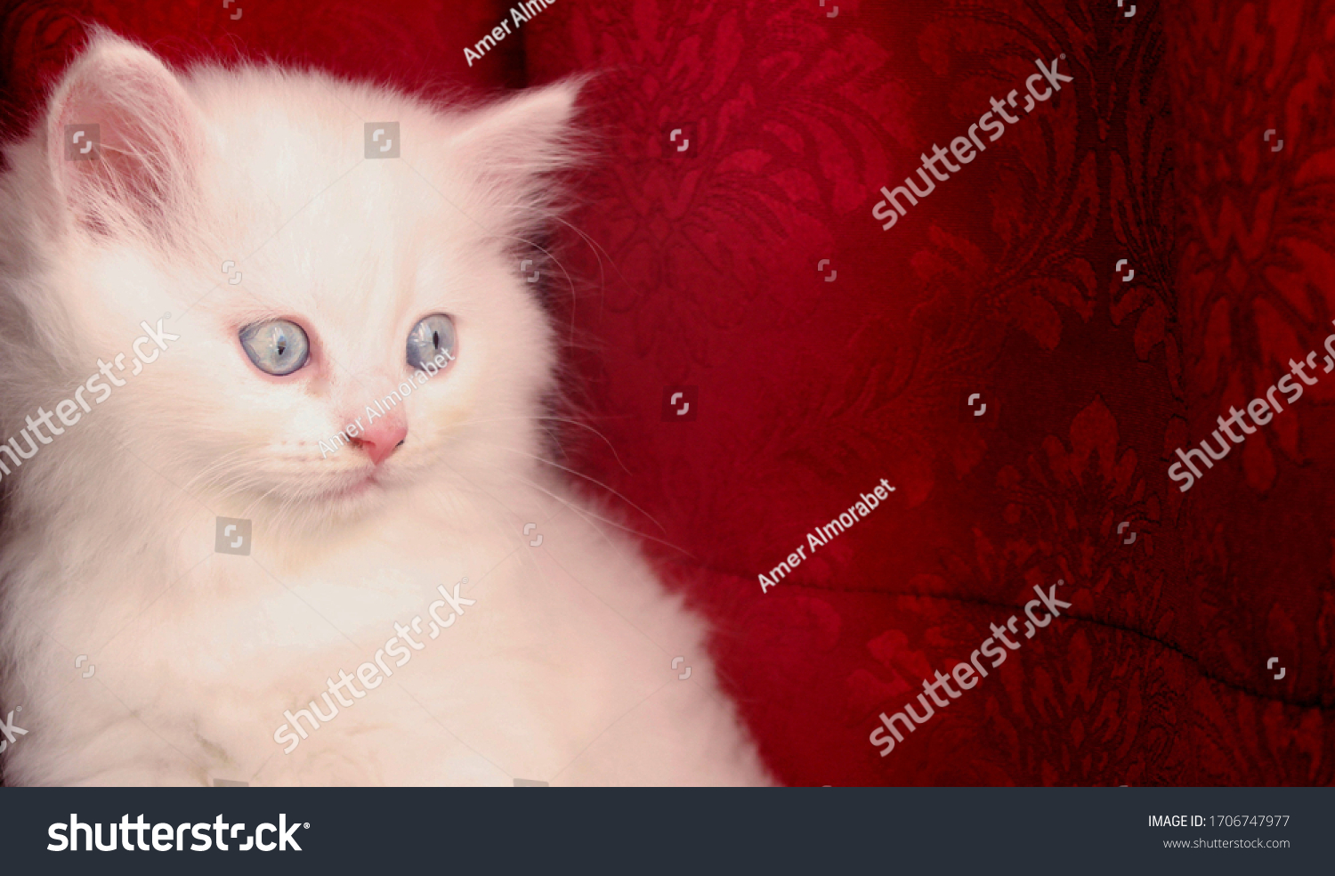 Chat Bebe De L Angora Turc Sur Photo De Stock Modifiable