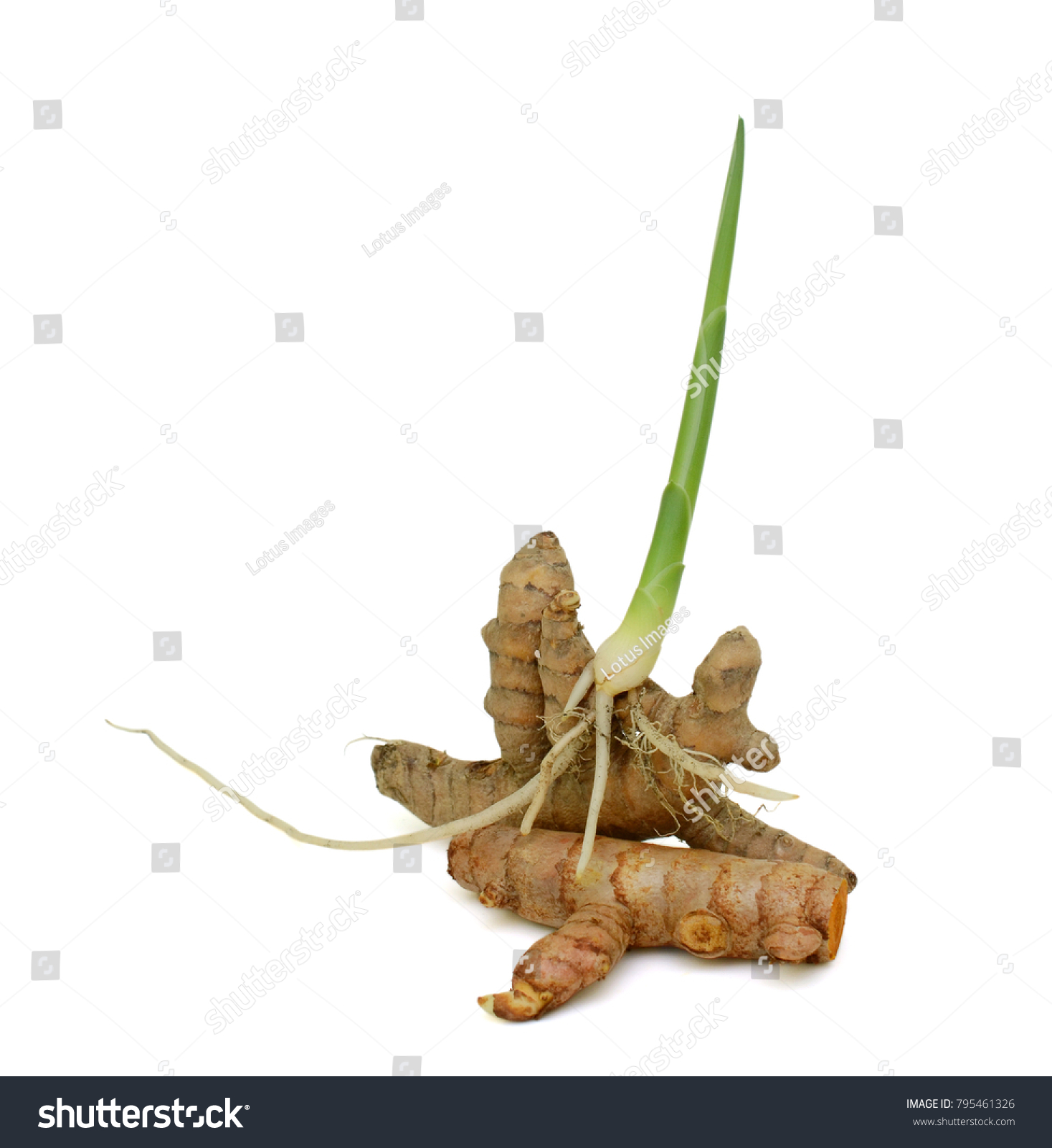 Turmeric Sprout Isolated On White Background Stock Photo (Edit Now ...