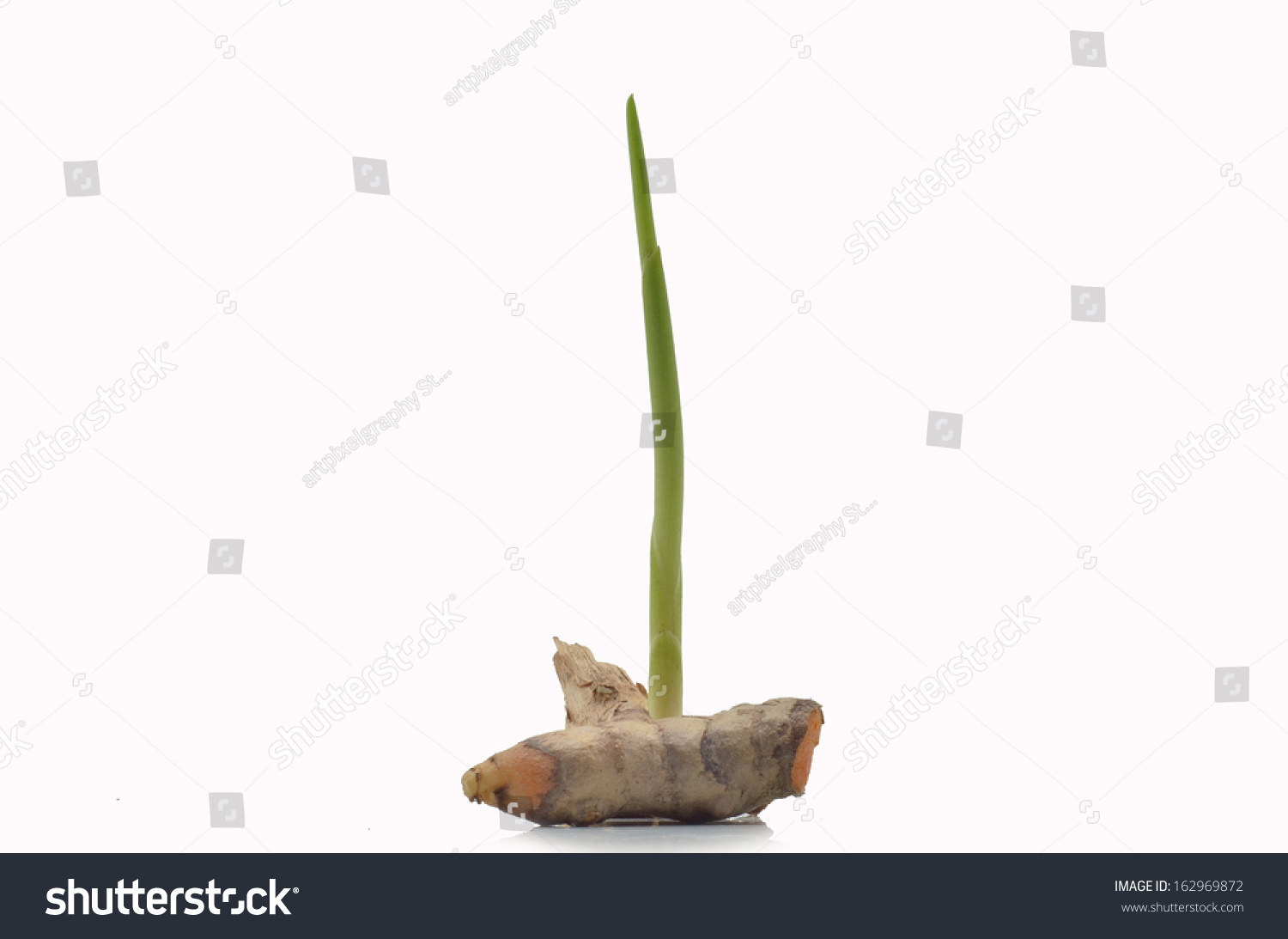 Turmeric Sprout, Isolated White Stock Photo 162969872 : Shutterstock