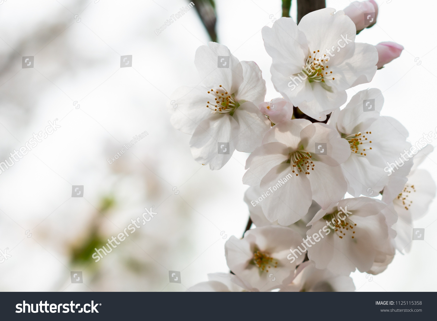 Turn White Sakura Full Bloom Stock Photo (Edit Now) 1125115358