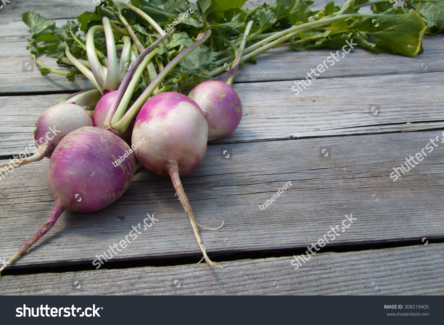 Turnip Stock Photo 308519405 Shutterstock