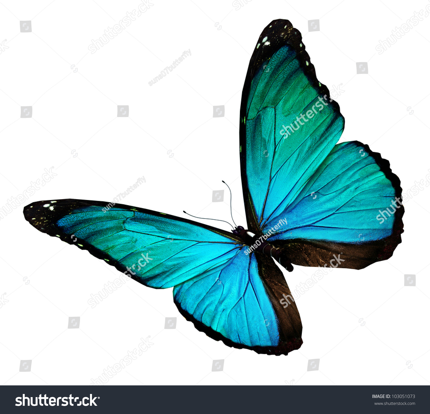 Turquoise Butterfly Isolated On White Stock Illustration 103051073 ...