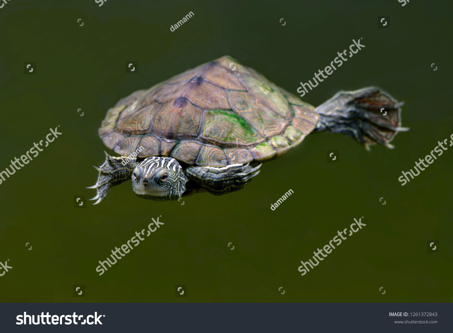 Turtle Aquatic Freshwater Turtle Known Common Stock Photo 1261372843 ...