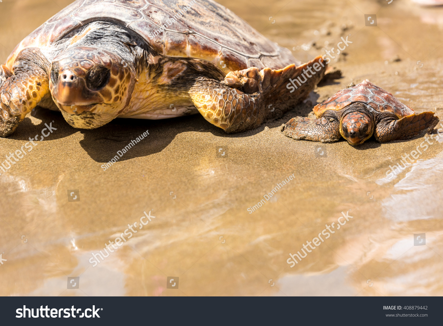 Turtle Baby With Mother On Beach Stock Photo 408879442 : Shutterstock