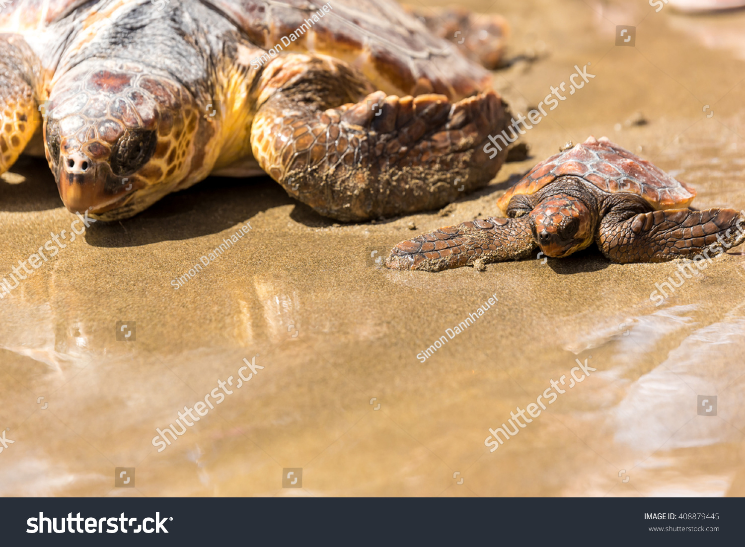 Turtle Baby With Mother On Beach Stock Photo 408879445 : Shutterstock