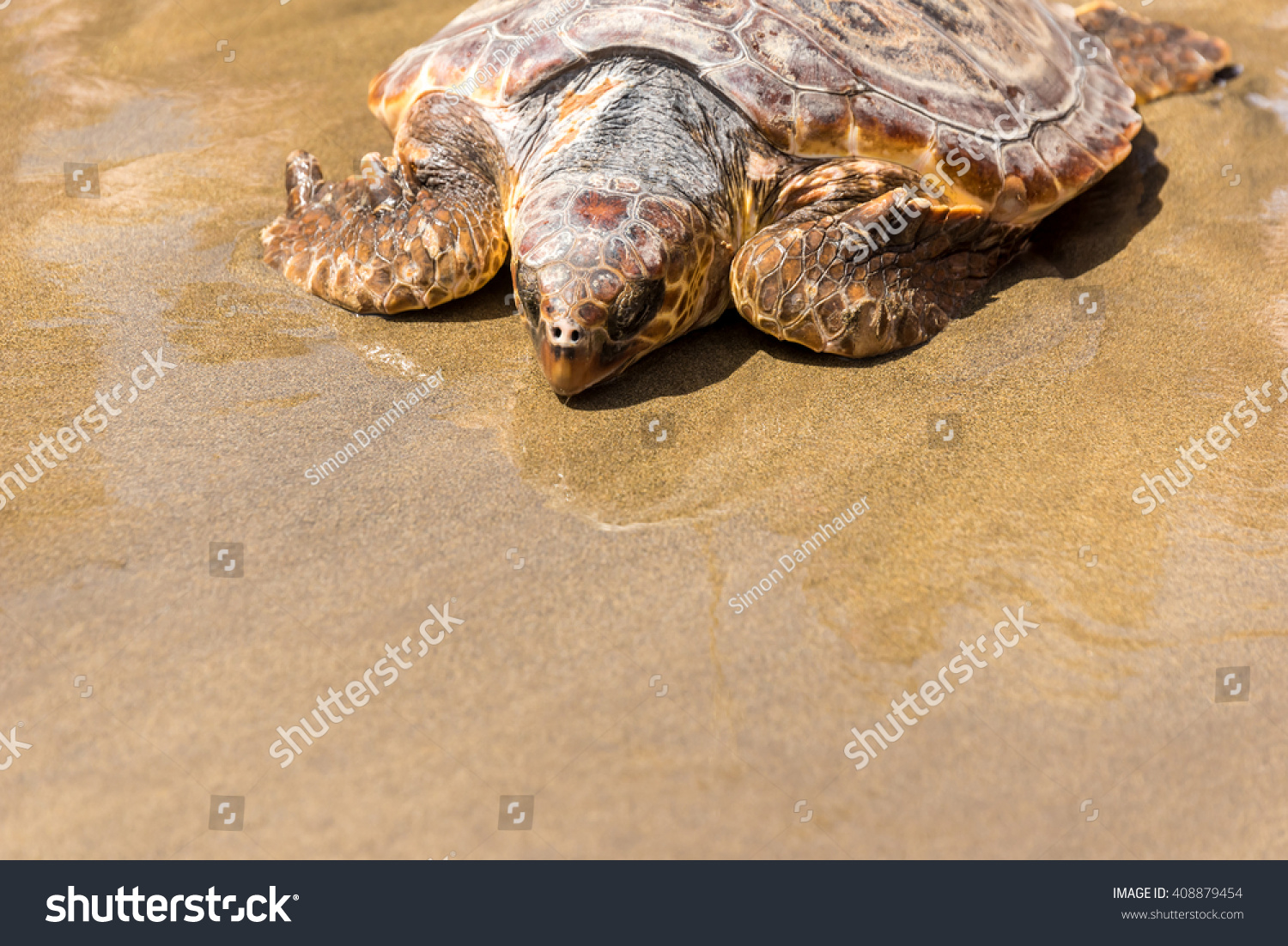 Turtle Baby With Mother On Beach Stock Photo 408879454 : Shutterstock