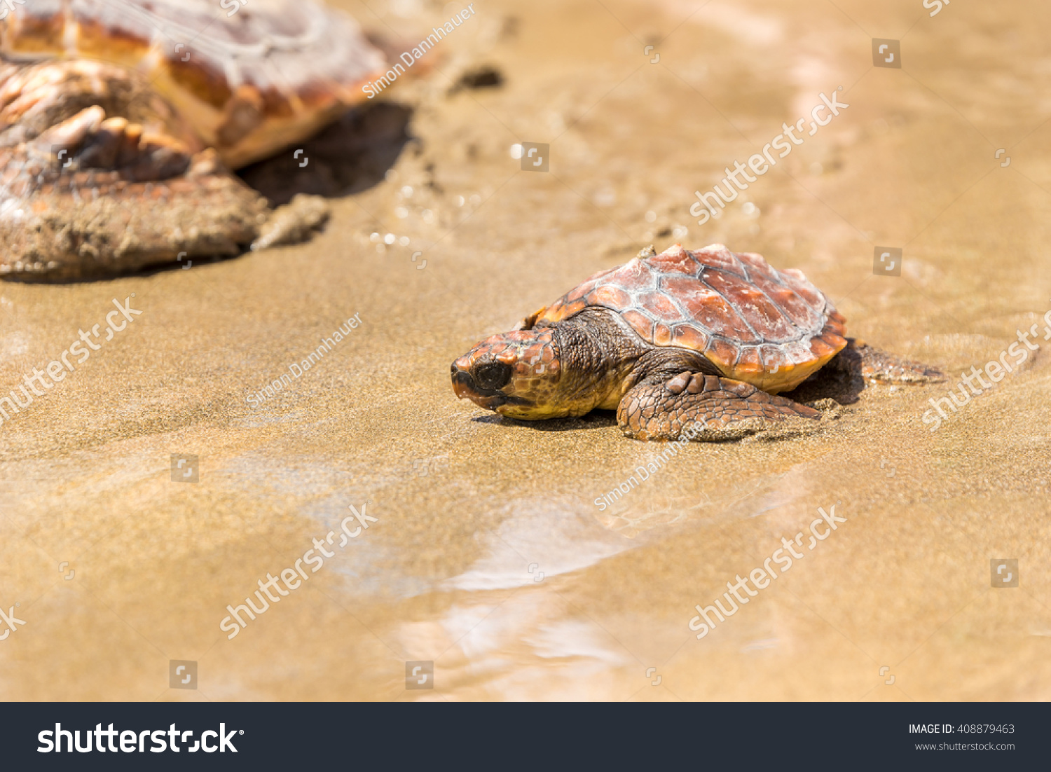 Turtle Baby With Mother On Beach Stock Photo 408879463 : Shutterstock