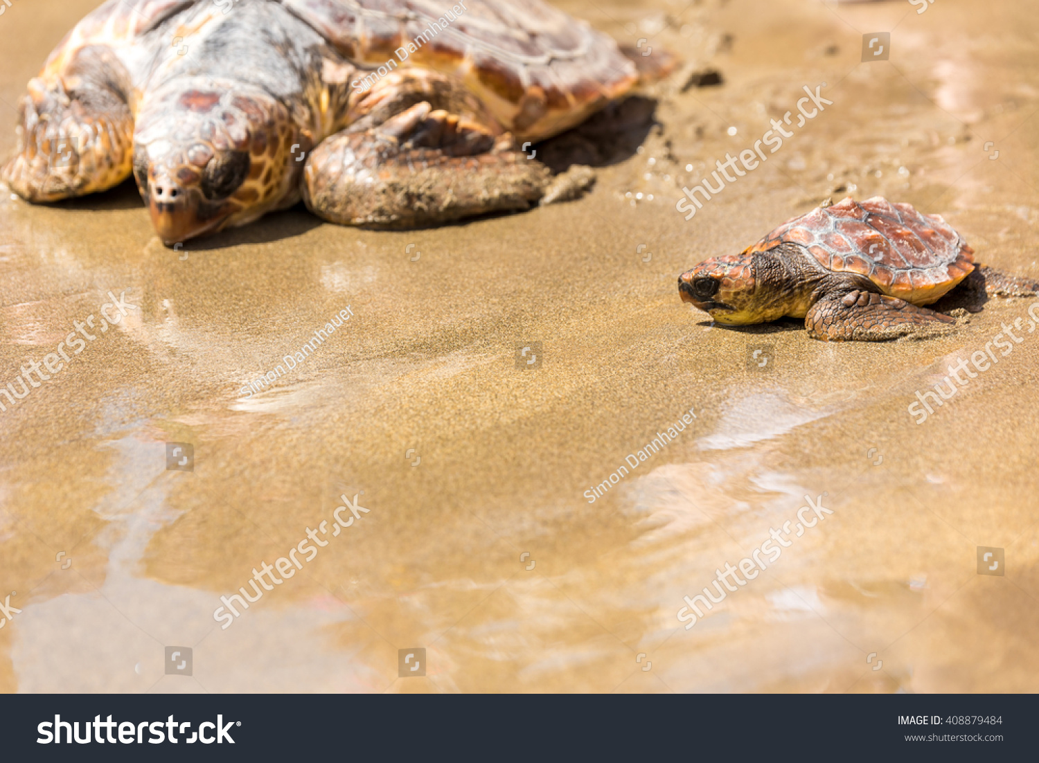 Turtle Baby With Mother On Beach Stock Photo 408879484 : Shutterstock