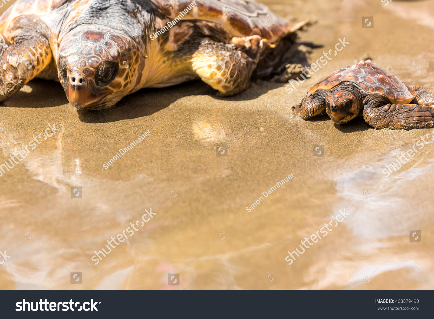 Turtle Baby With Mother On Beach Stock Photo 408879490 : Shutterstock