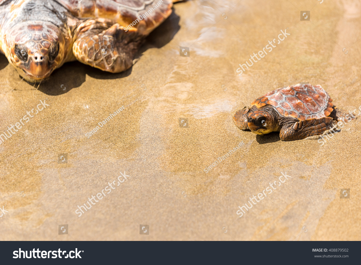 Turtle Baby With Mother On Beach Stock Photo 408879502 : Shutterstock