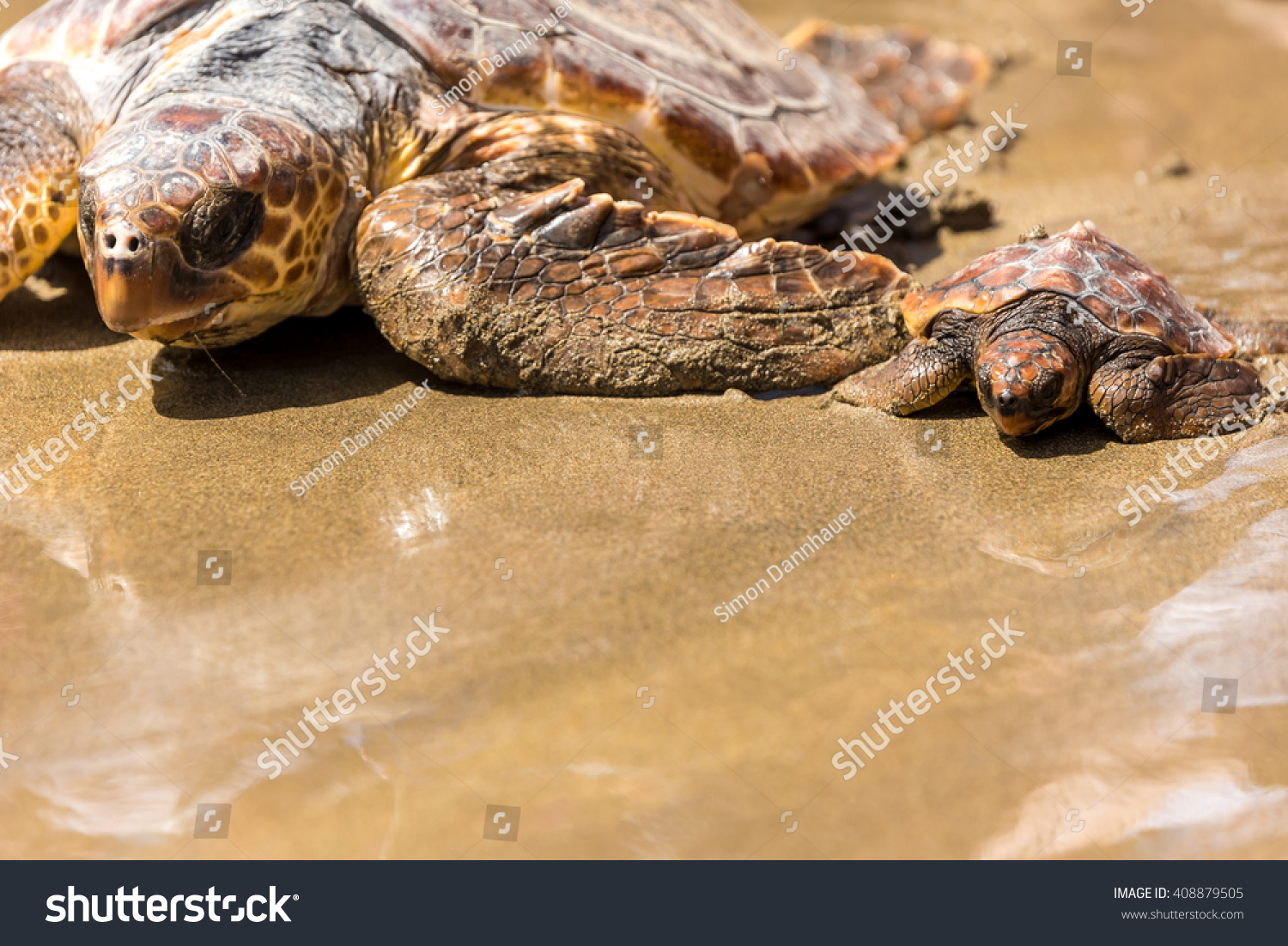 Turtle Baby With Mother On Beach Stock Photo 408879505 : Shutterstock