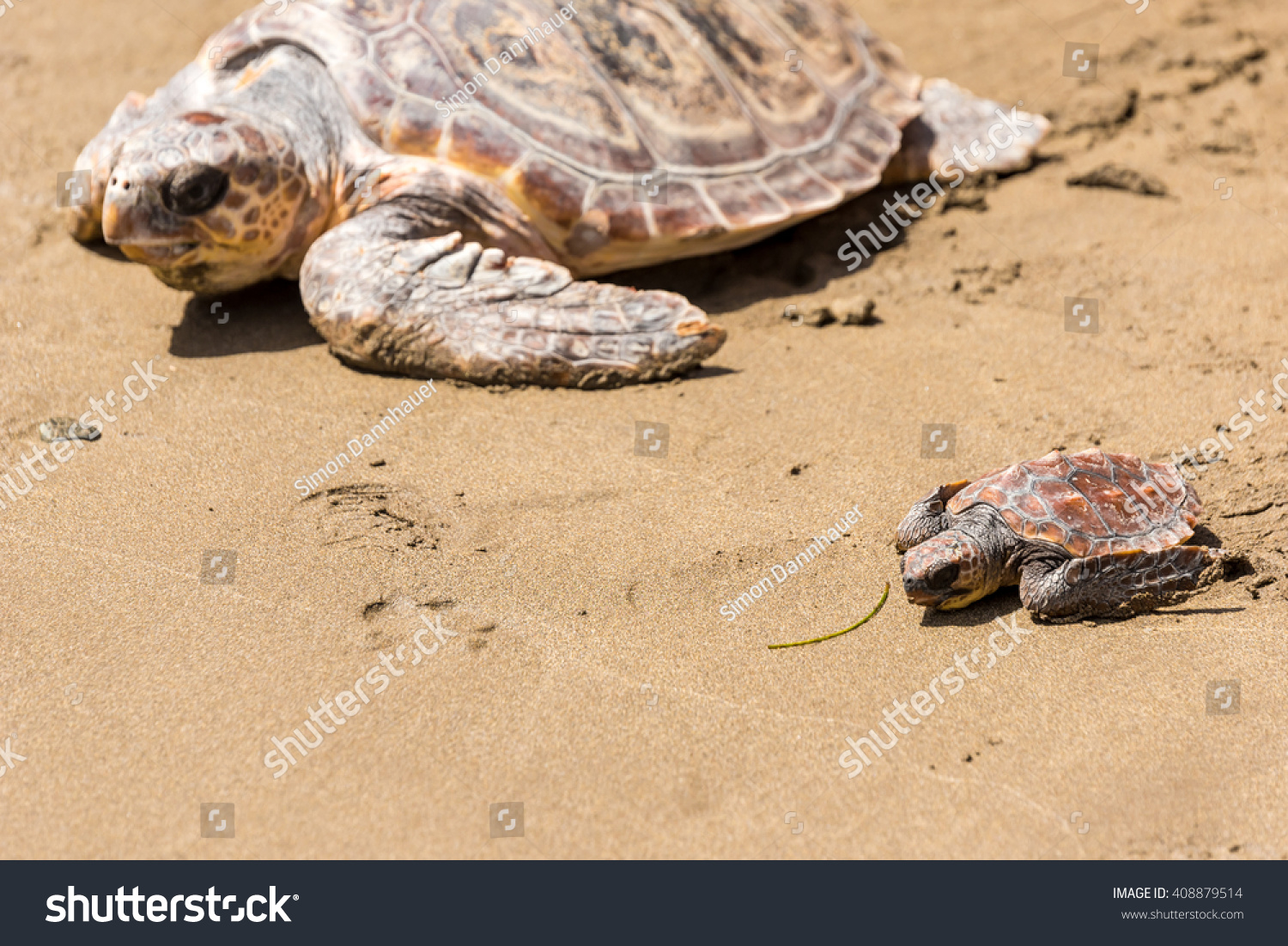 Turtle Baby With Mother On Beach Stock Photo 408879514 : Shutterstock