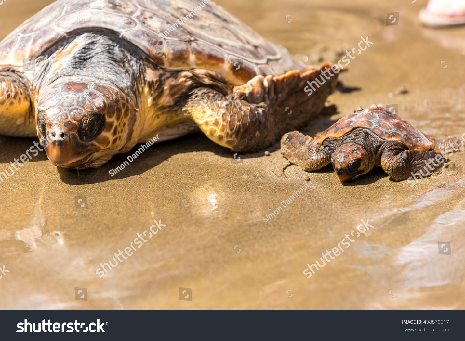 Turtle Baby With Mother On Beach Stock Photo 408879517 : Shutterstock