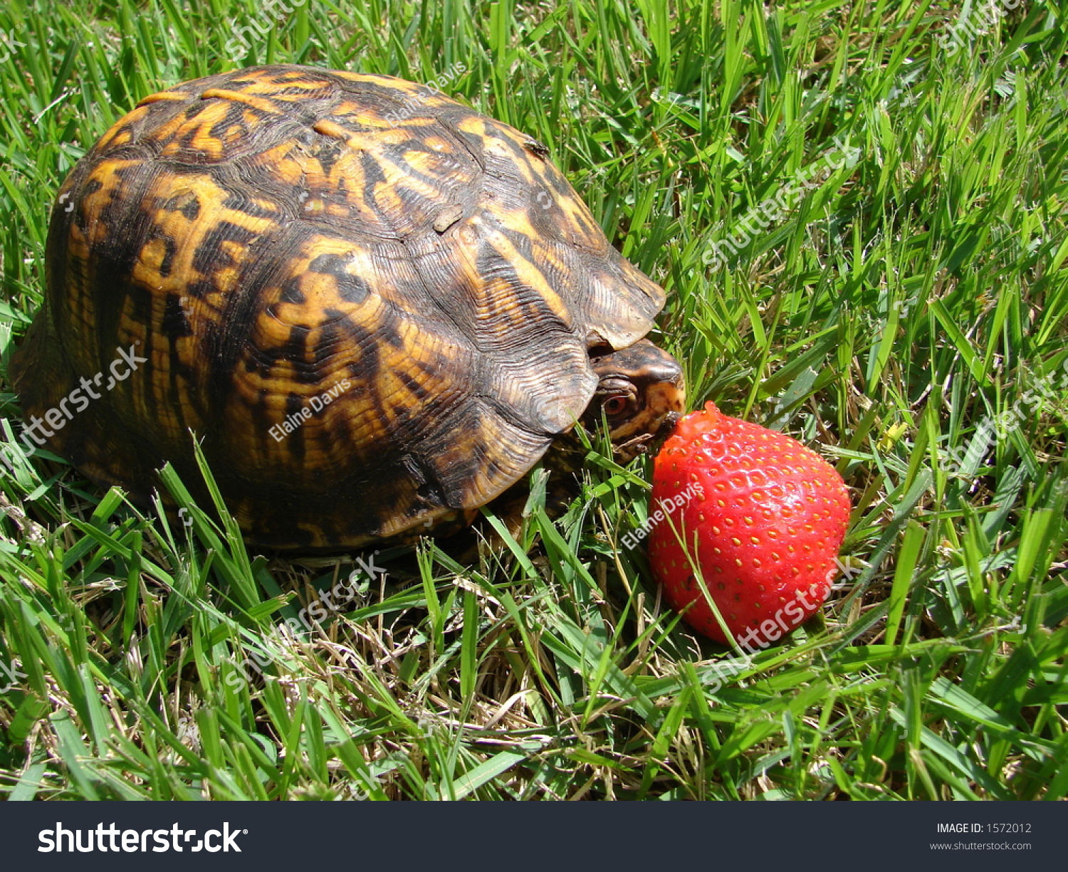 Turtle Eating Strawberry Stock Photo 1572012 - Shutterstock