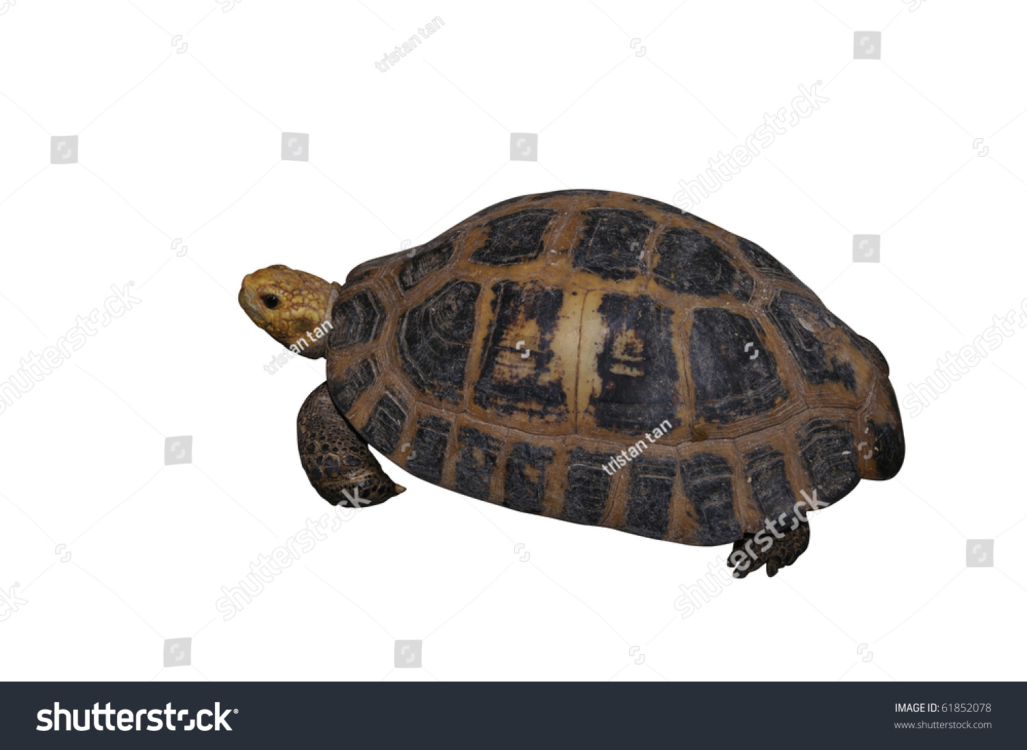 Turtle Isolated Against White Background Clipping Stock Photo (Edit Now ...