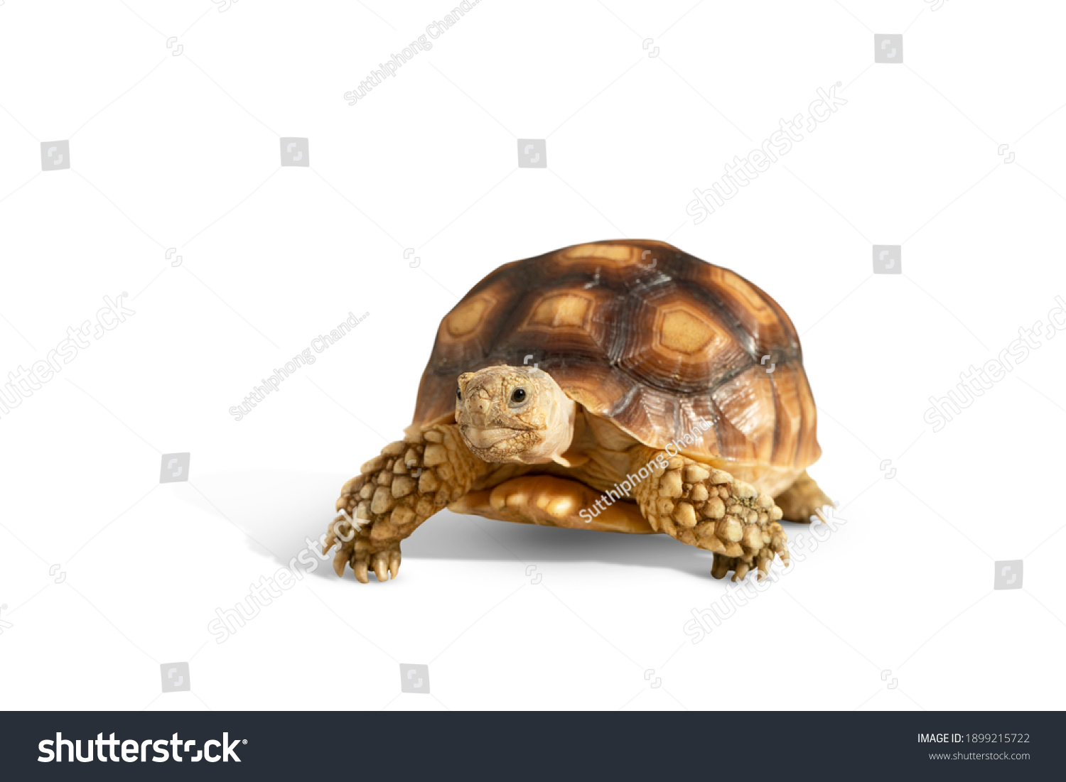 34,049 Tortoise on white background Images, Stock Photos & Vectors ...