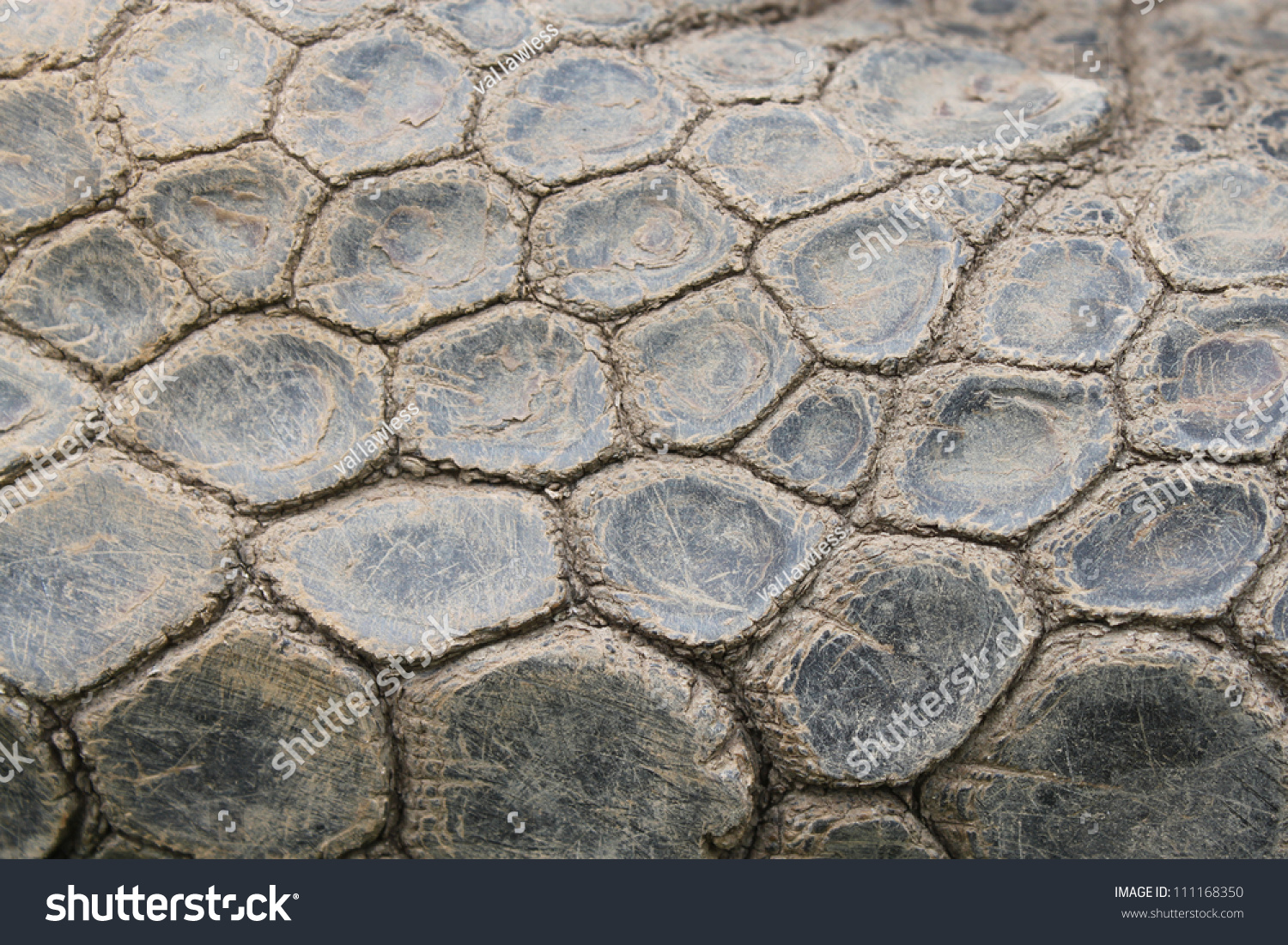 Turtles Skin Stock Photo 111168350 - Shutterstock