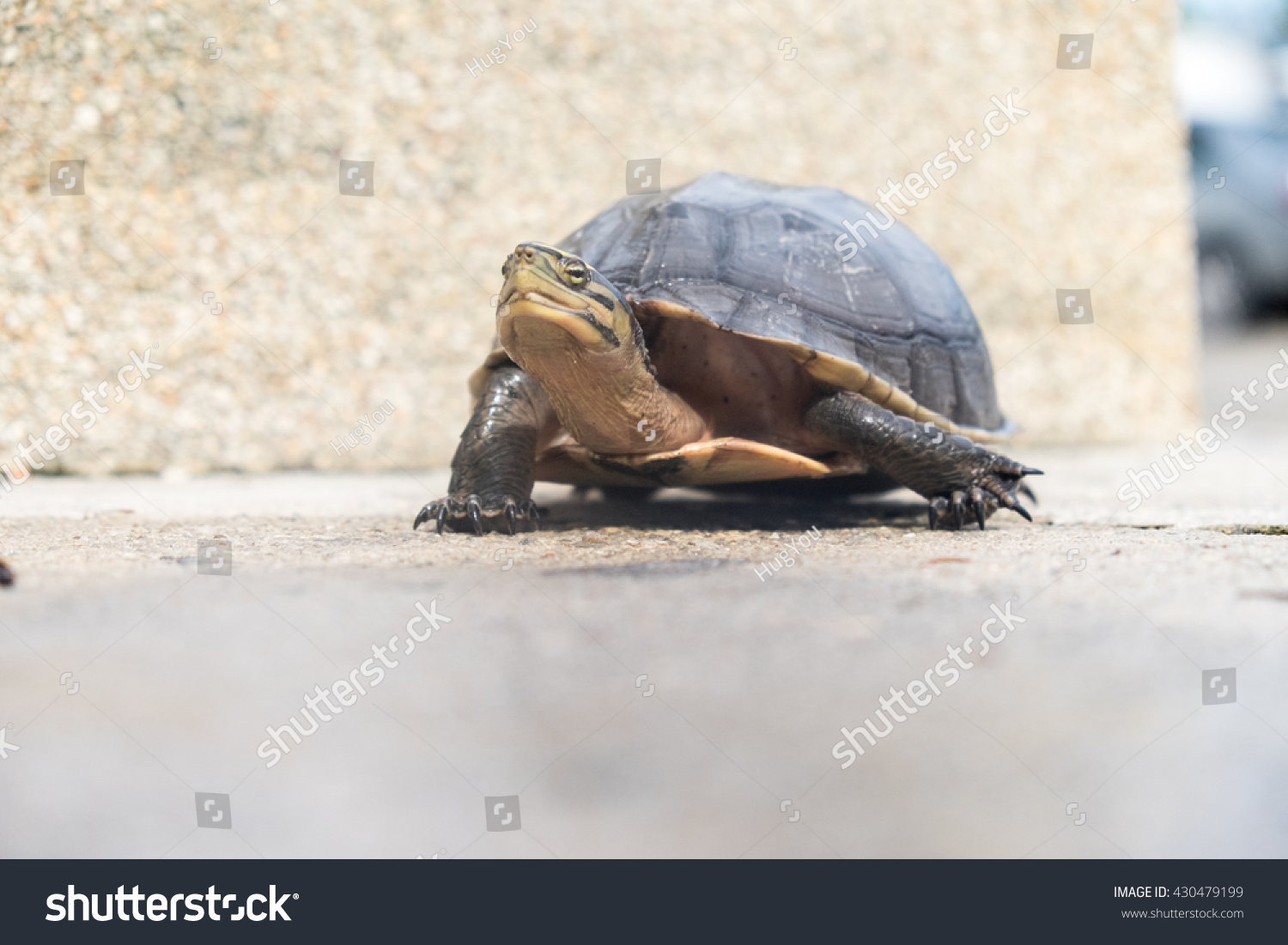 Turtle Walking Stock Photo 430479199 : Shutterstock