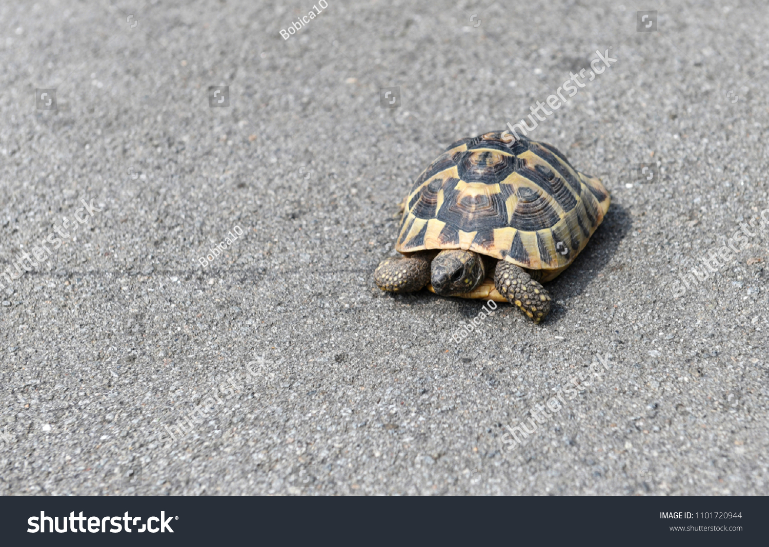 Turtle Walking On Asphalt Road Stock Photo 1101720944 | Shutterstock