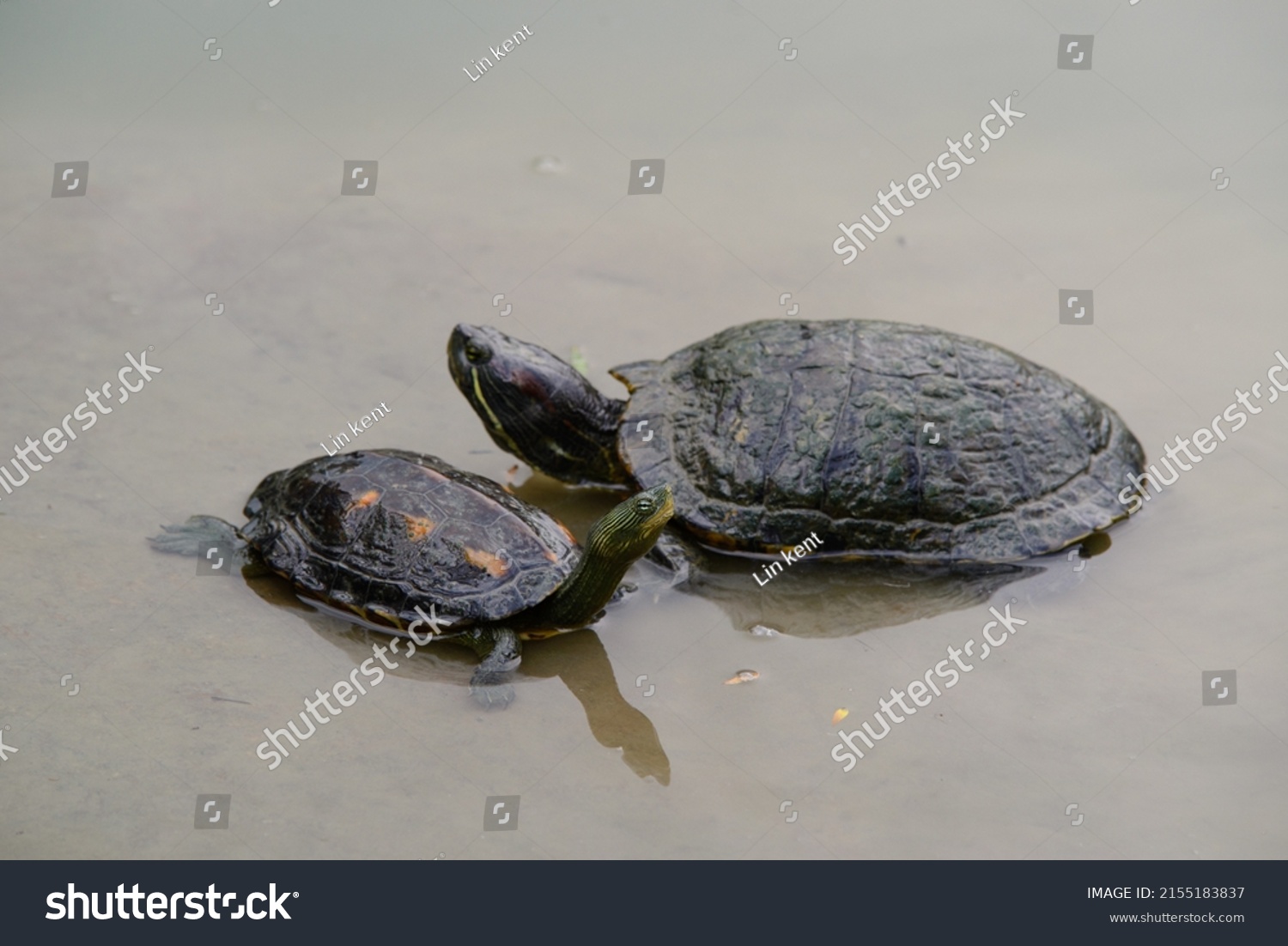 Turtles Oldest Living Reptiles Stock Photo 2155183837 | Shutterstock