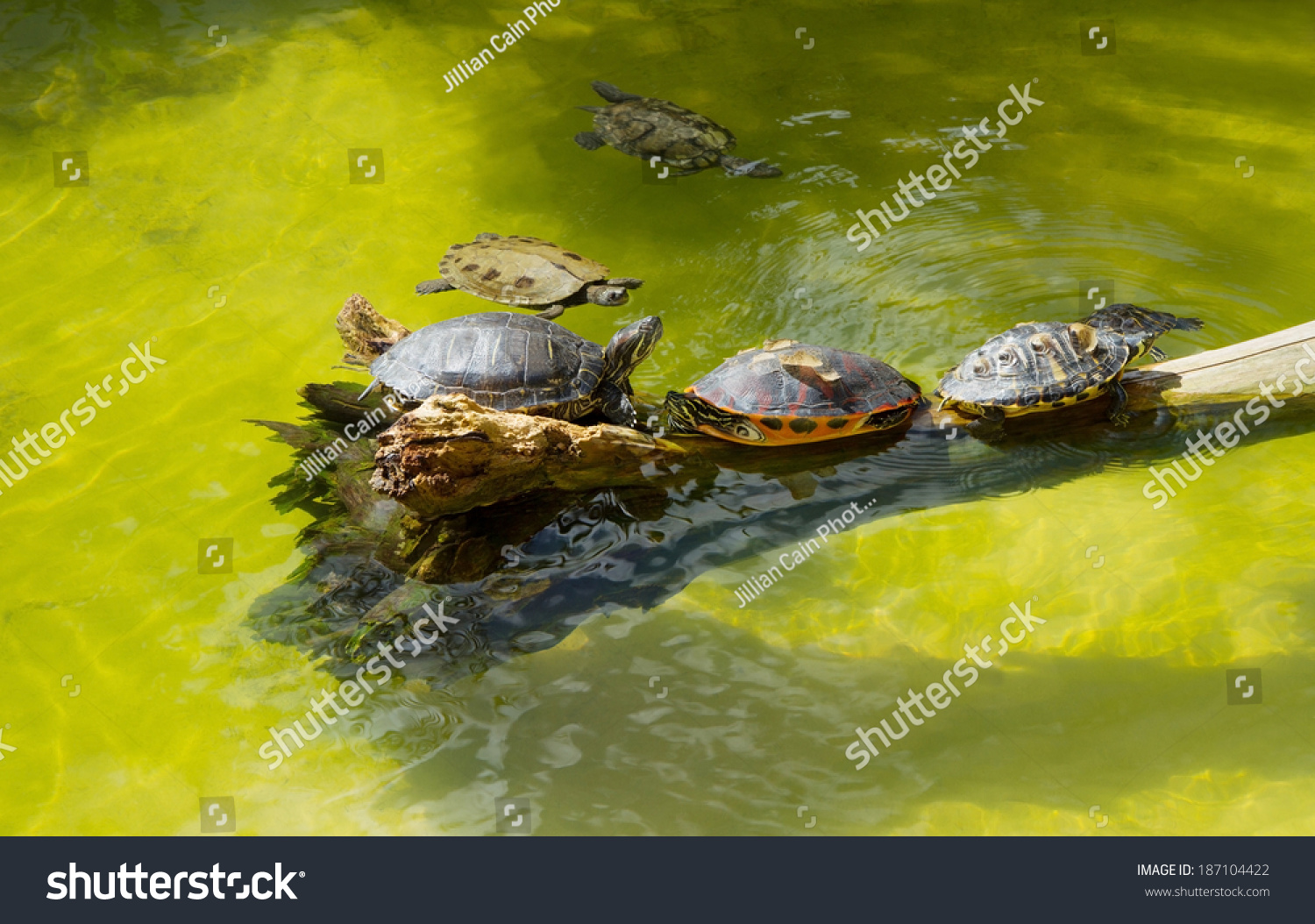 Turtles Basking And Swimming In The Sun Stock Photo 187104422 ...