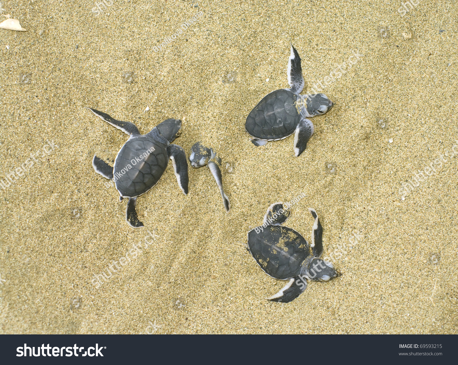 Turtles Give Birth Get Out Sand Stock Photo 69593215 - Shutterstock