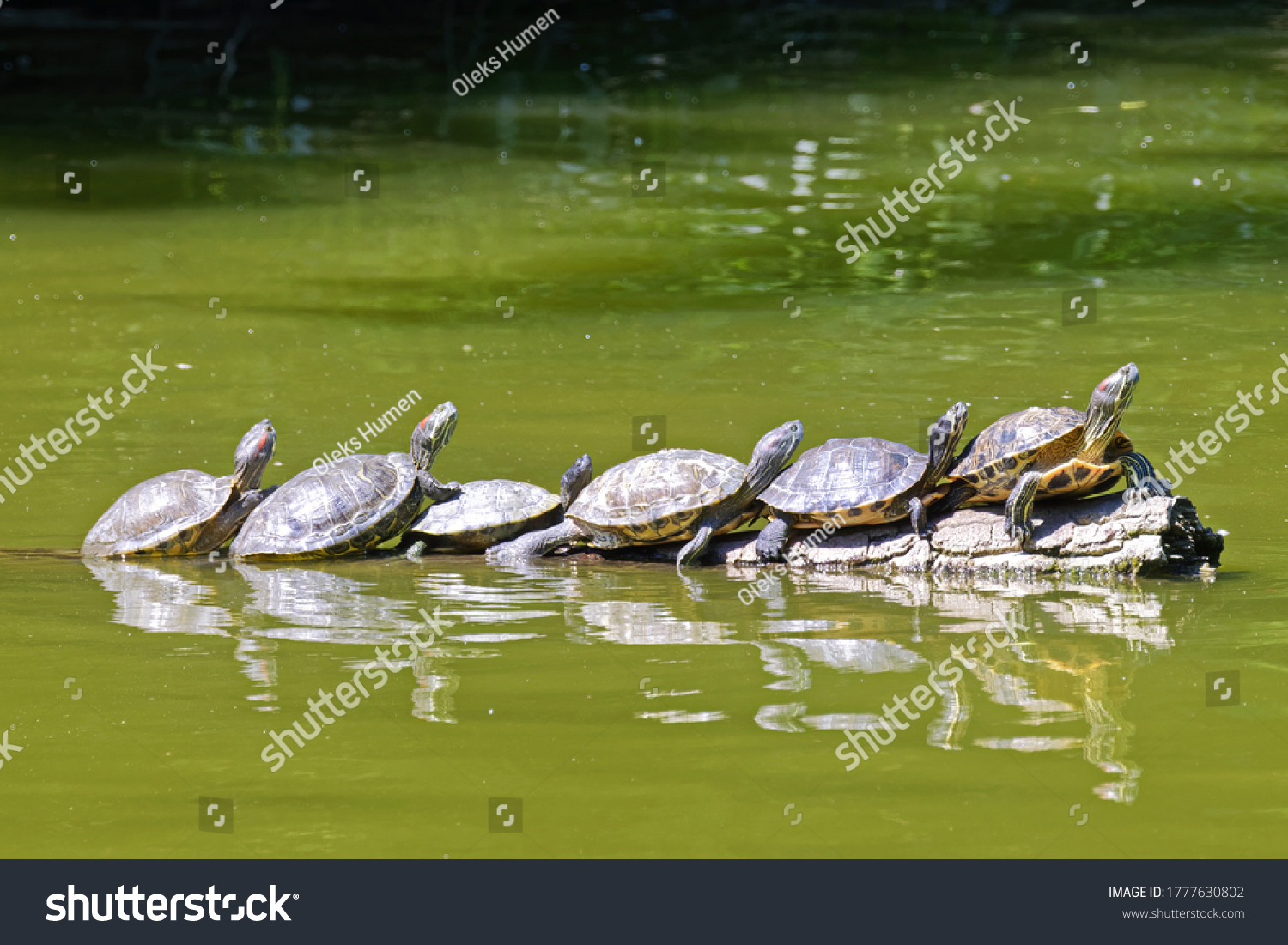 4,536 Turtle on log water Images, Stock Photos & Vectors | Shutterstock