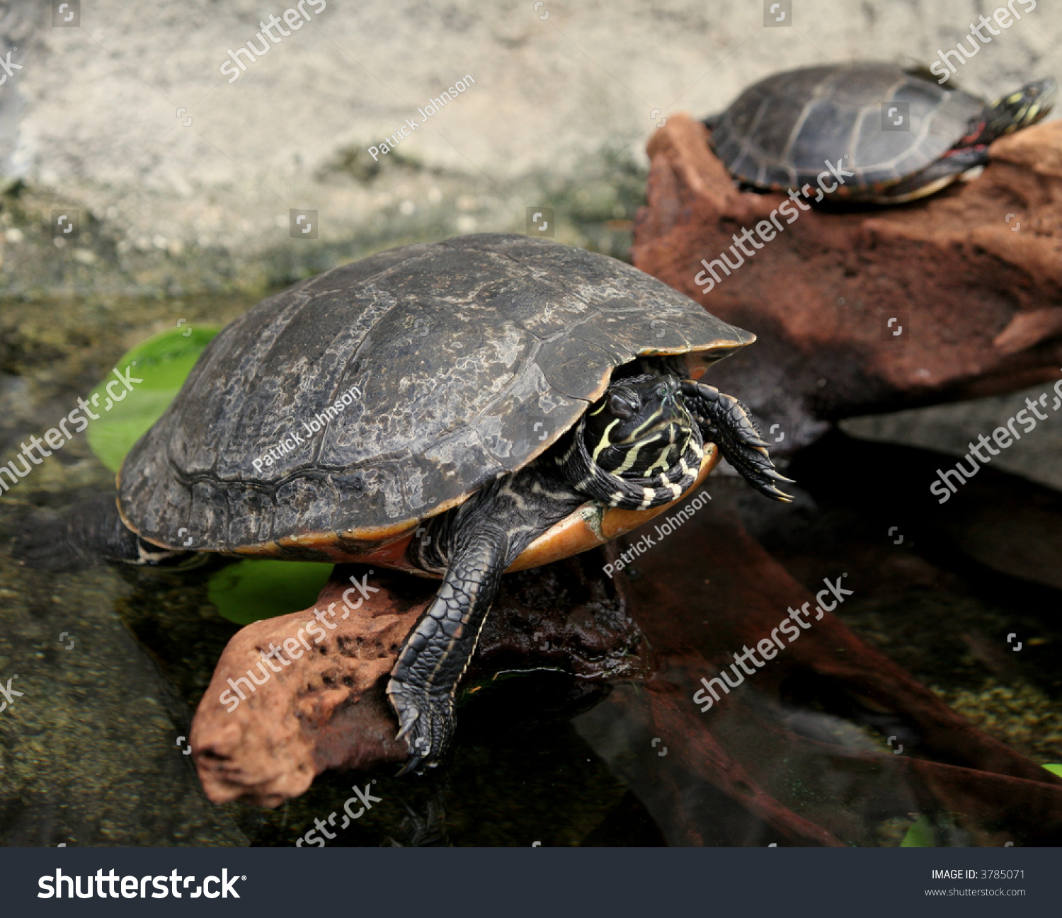 Turtles Sitting Over Water Stock Photo 3785071 | Shutterstock