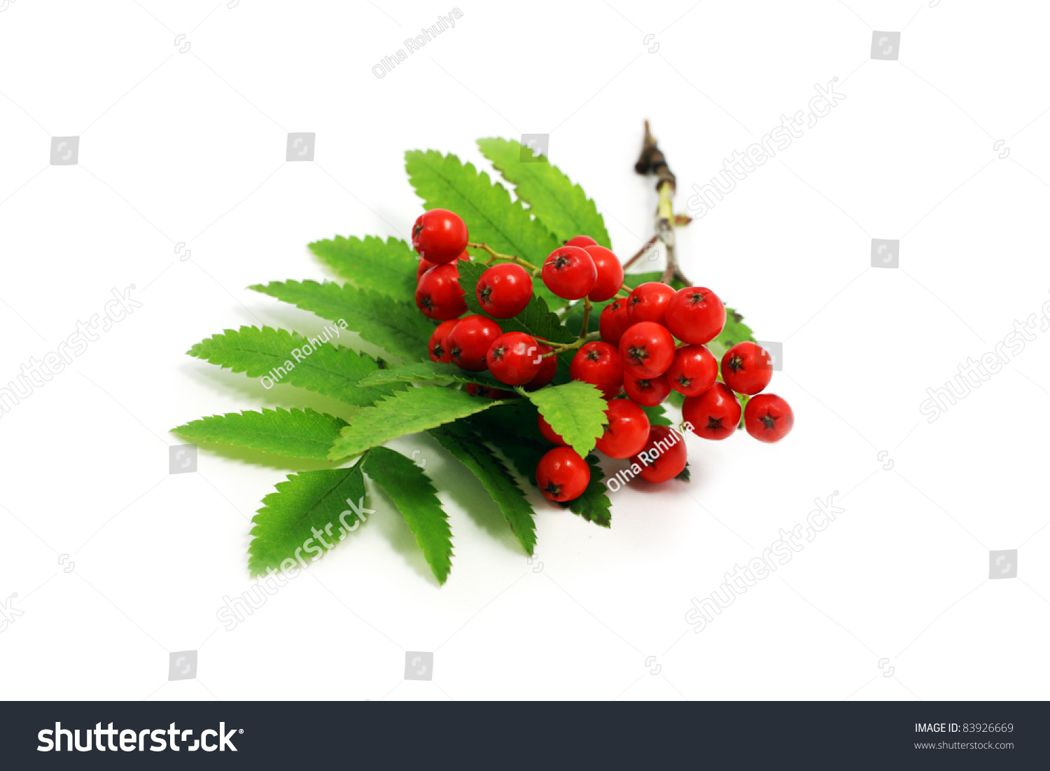 Twig Berries Mountain Ash Over White Stock Photo 83926669 - Shutterstock