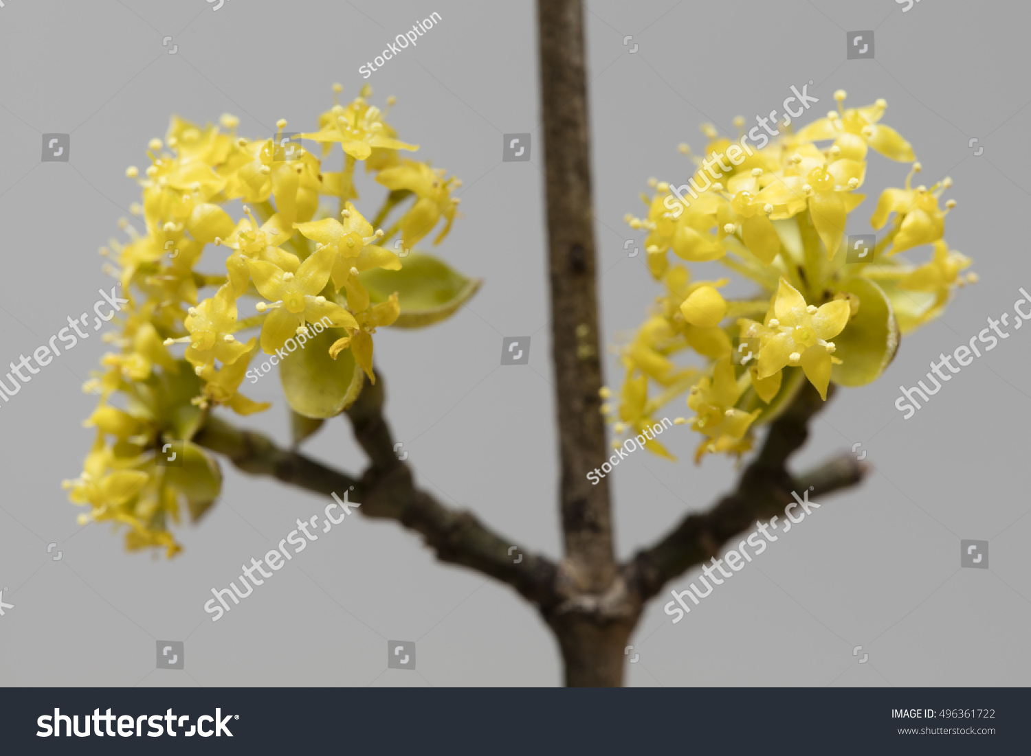 The Travelling Botanist S Adventbotany Day 21 Cornus Mas Herbology Manchester