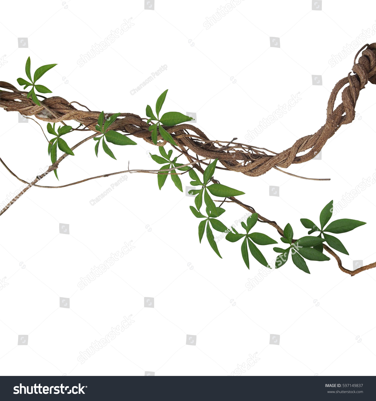 Twisted Big Jungle Vines Leaves Wild Stock Photo 597149837 - Shutterstock