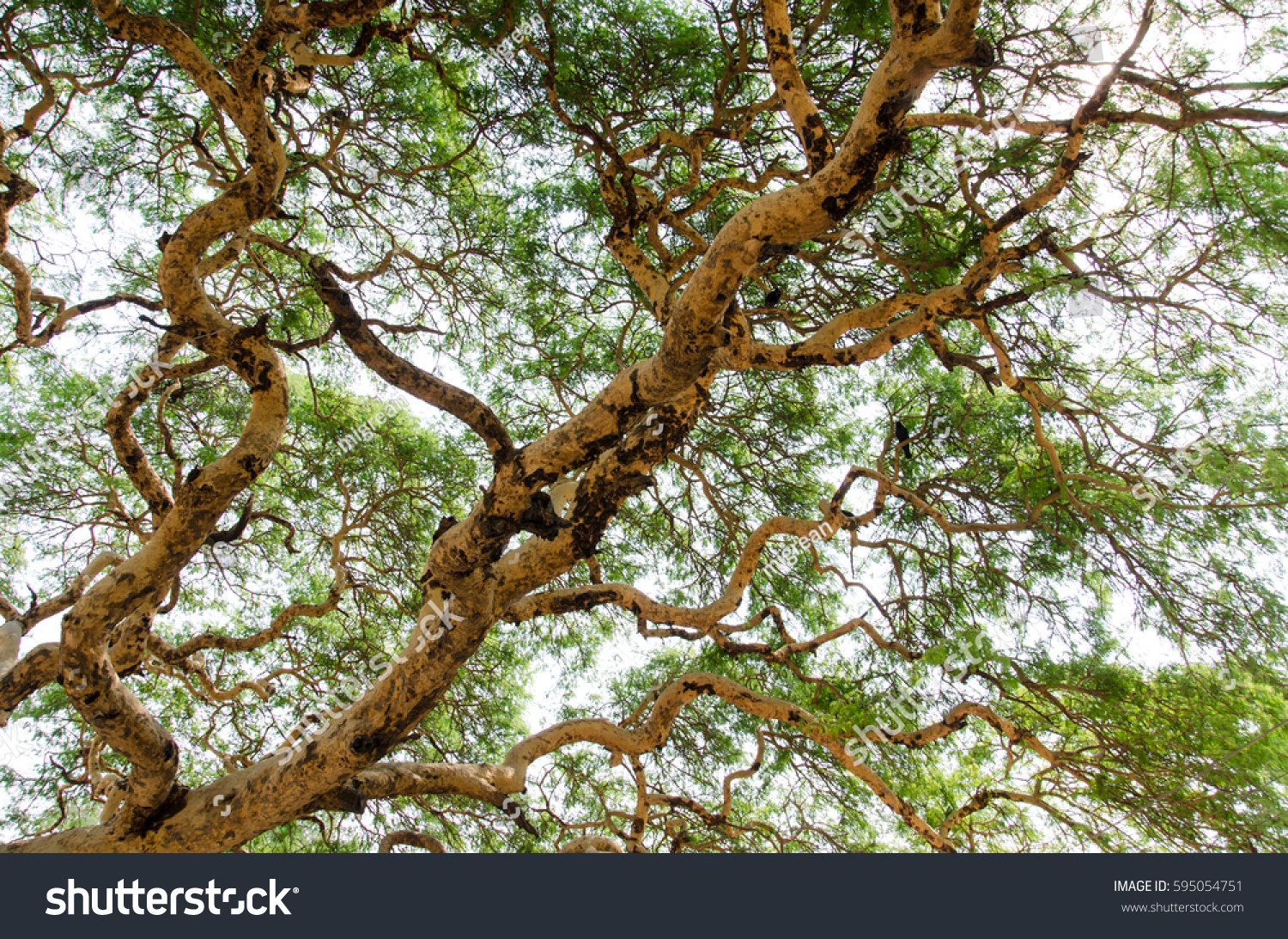 Acacia Leucophloea Images Stock Photos Vectors Shutterstock