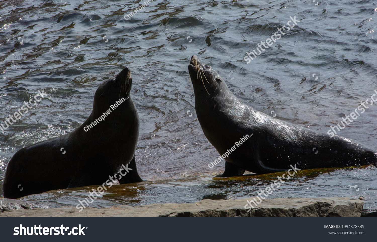 Two Angry Seals About Fight Stock Photo 1994878385 | Shutterstock