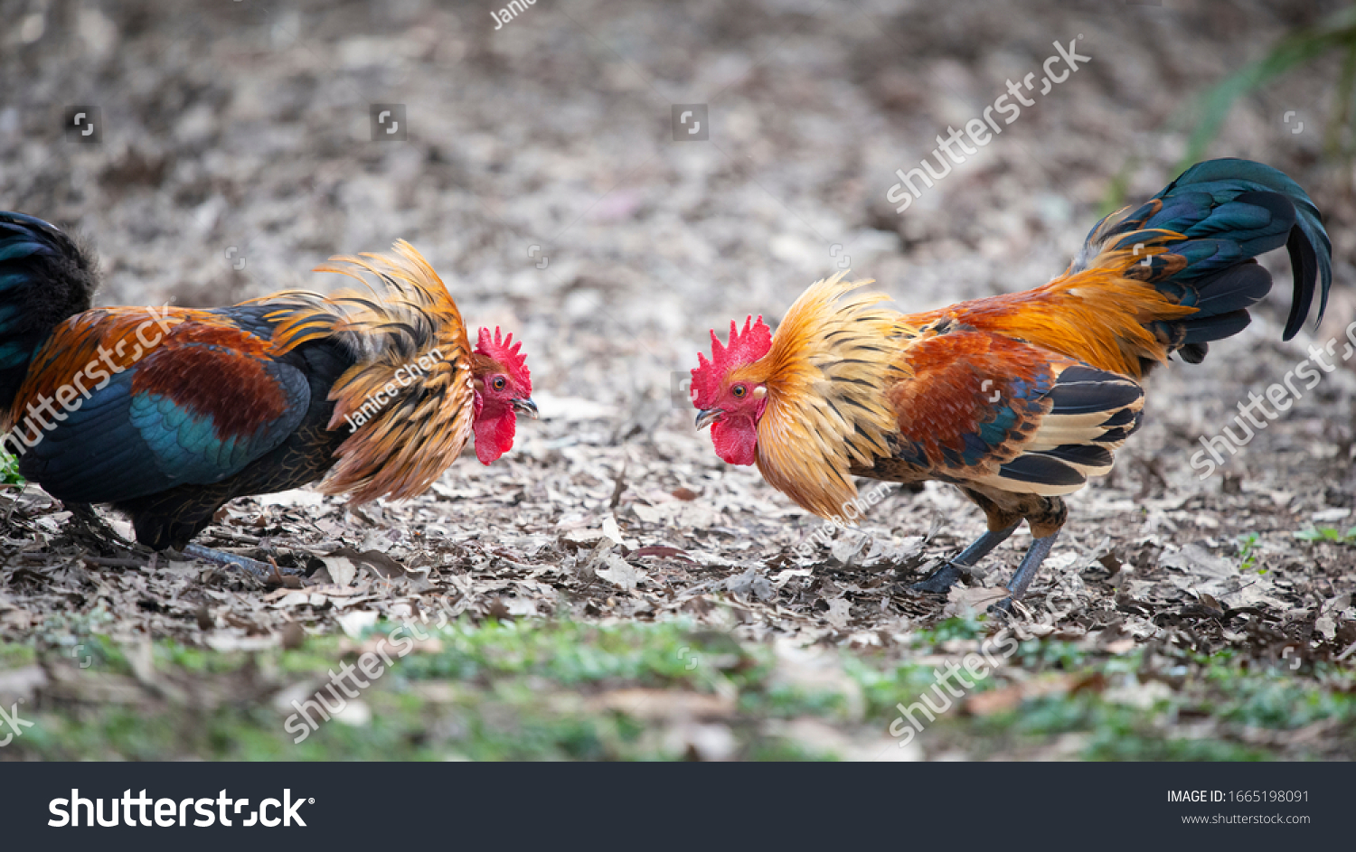 36 357 Wild Rooster Images Stock Photos Vectors Shutterstock 36 357 Wild Rooster Images Stock Photos Vectors Shutterstock