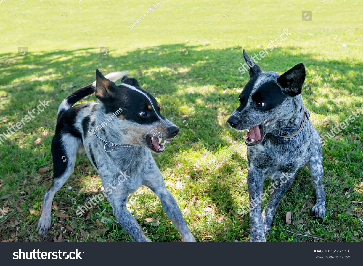 Two Australian Cattle Dogs Blue Heelers Stock Photo Edit Now 455474230