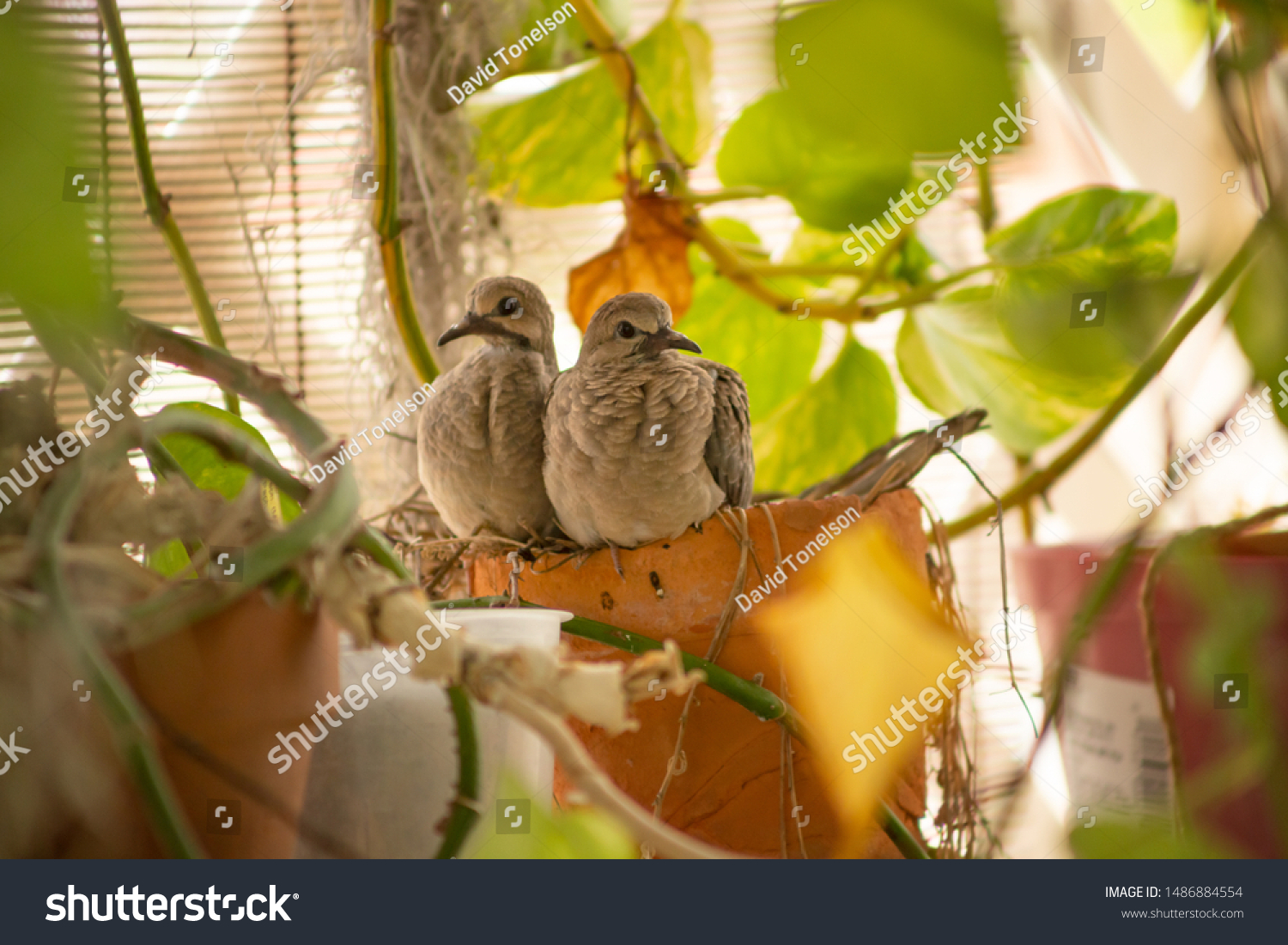 Two Baby Mourning Doves Sit On Stock Photo Shutterstock