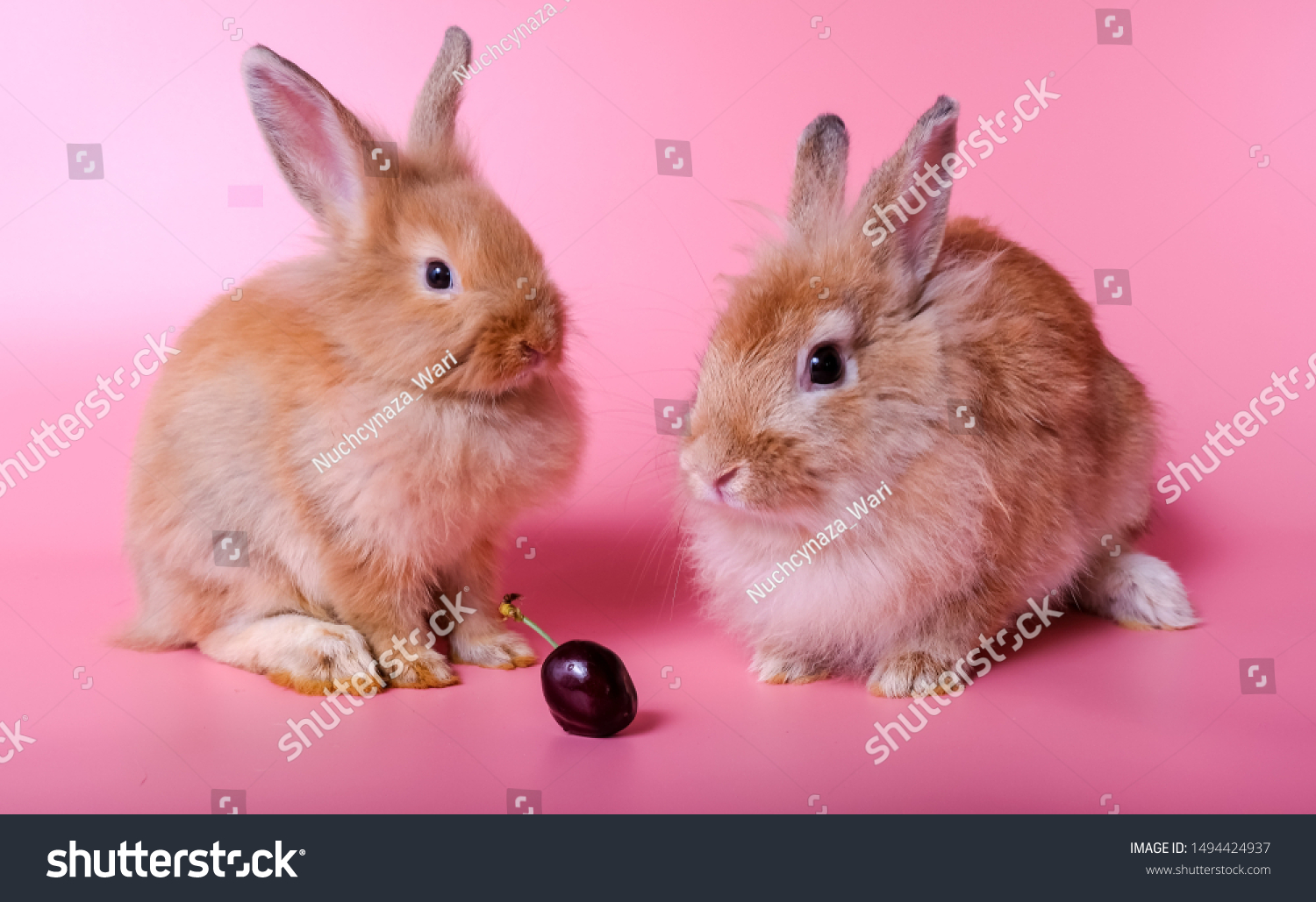 fluffy baby rabbits