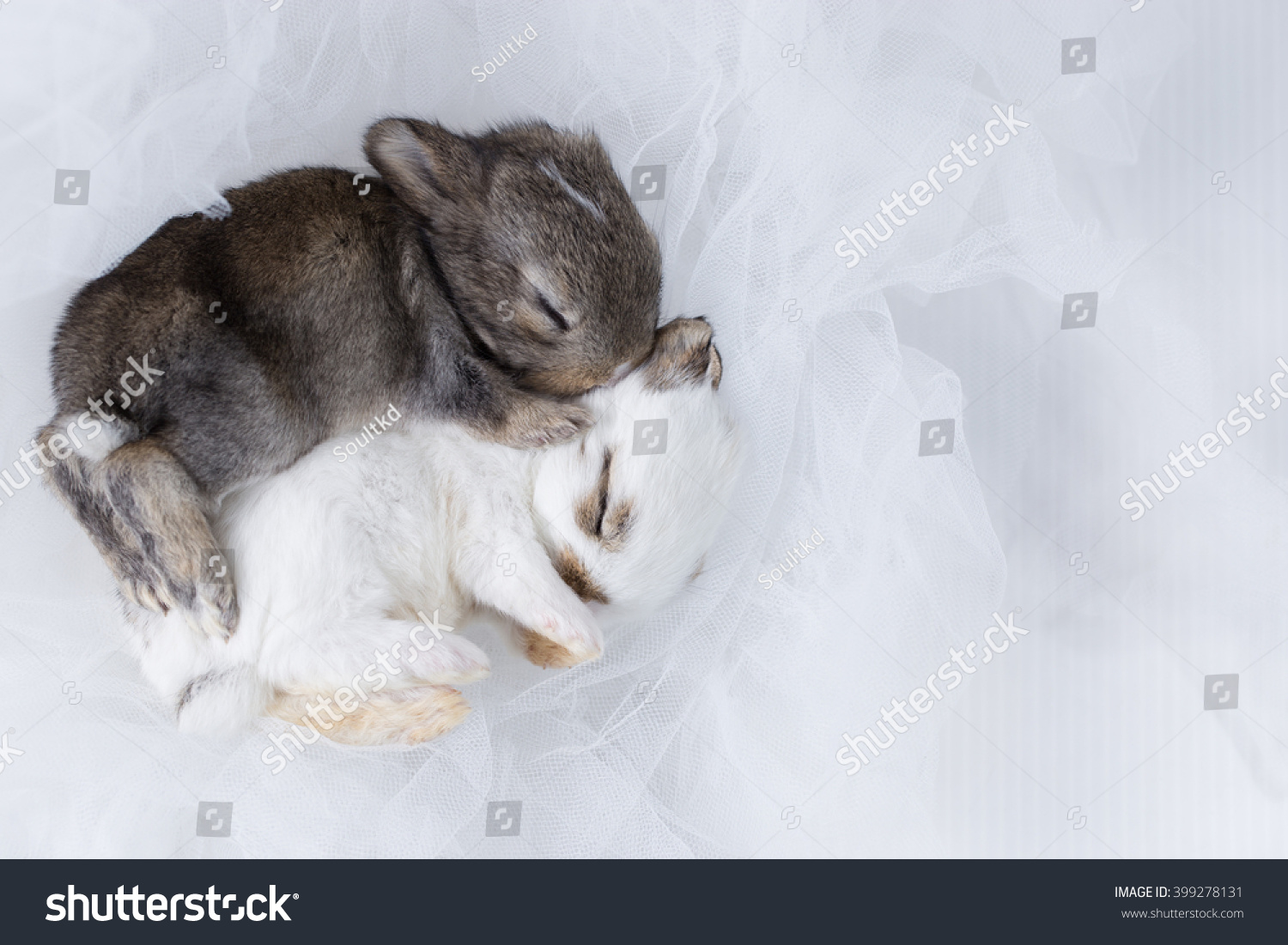 Descubra Dos Conejos Para Bebes Conejos Recien Imagenes De Stock En Hd Y Millones De Otras Fotos Ilustraciones Y Vectores En Stock Libres De Regalias En La Coleccion De Shutterstock Se Agregan Miles De Imagenes Nuevas De Alta Calidad Todos Los Dias