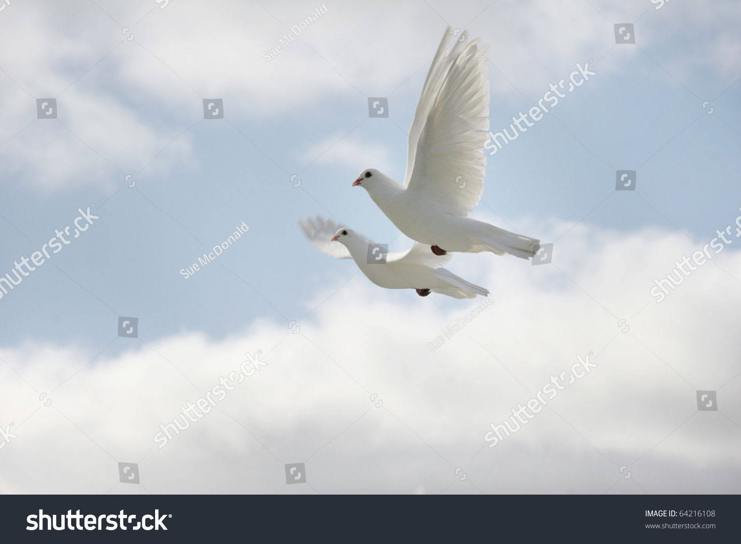 Two Beautiful White Doves Flight Stock Photo 64216108 Shutterstock