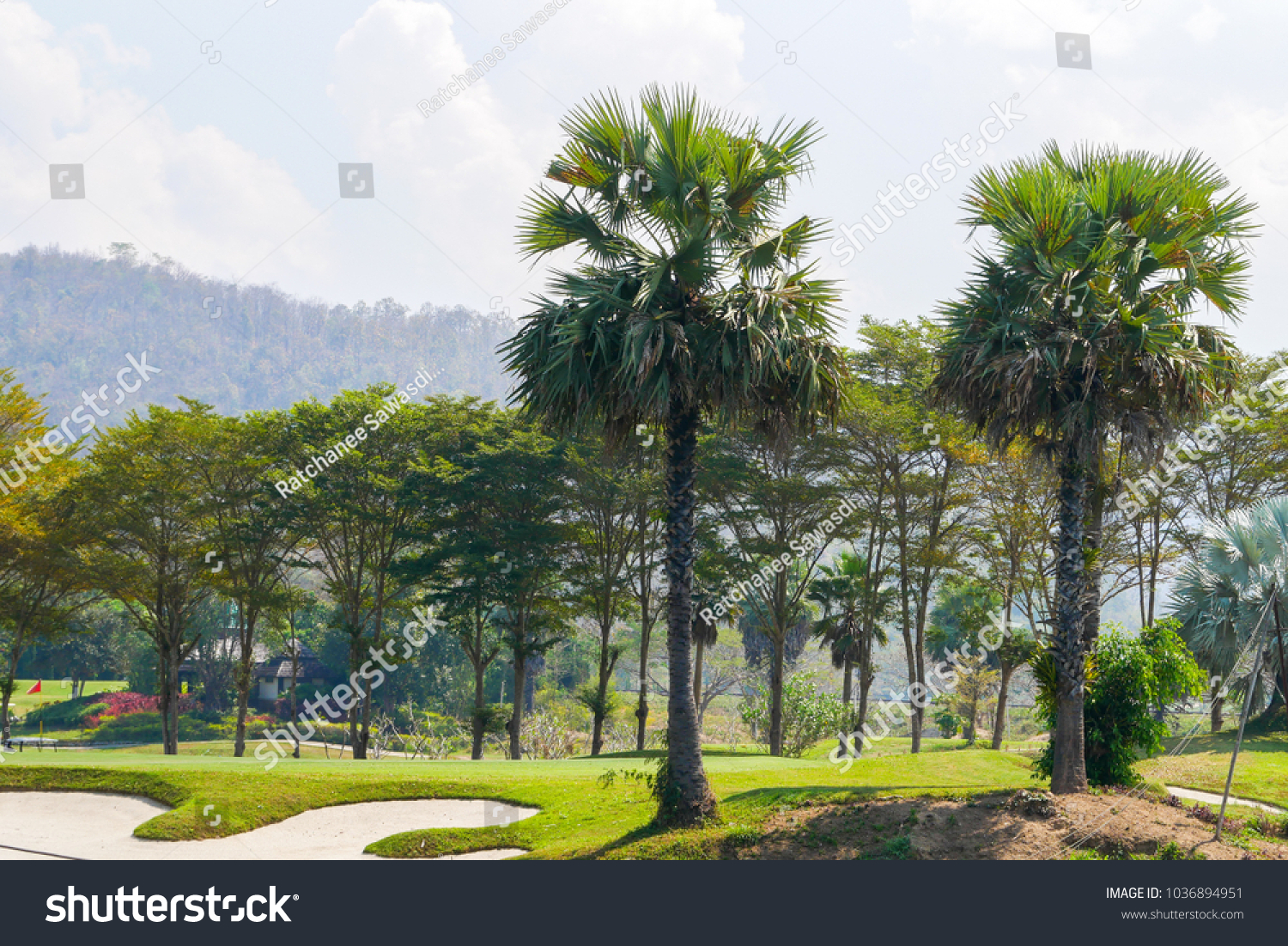 Two Big Talipot Palm Trees Golf Stock Photo Edit Now 1036894951