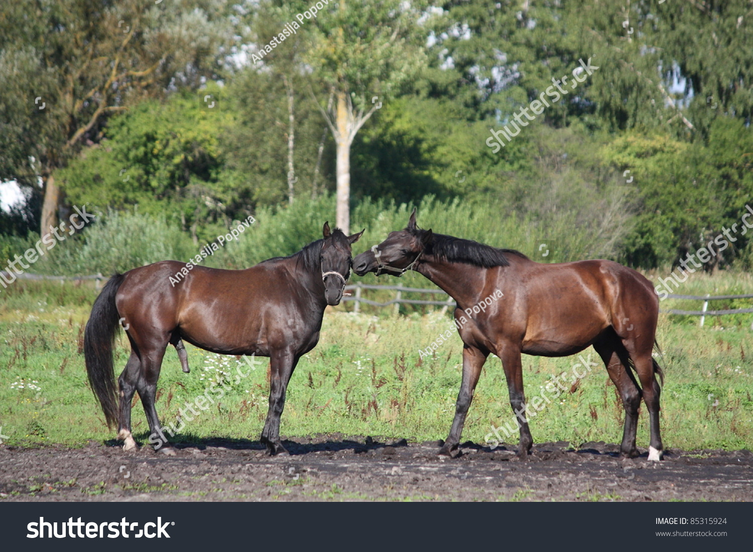 Two Black Horses Playing With Each Other Stock Photo 85315924 ...