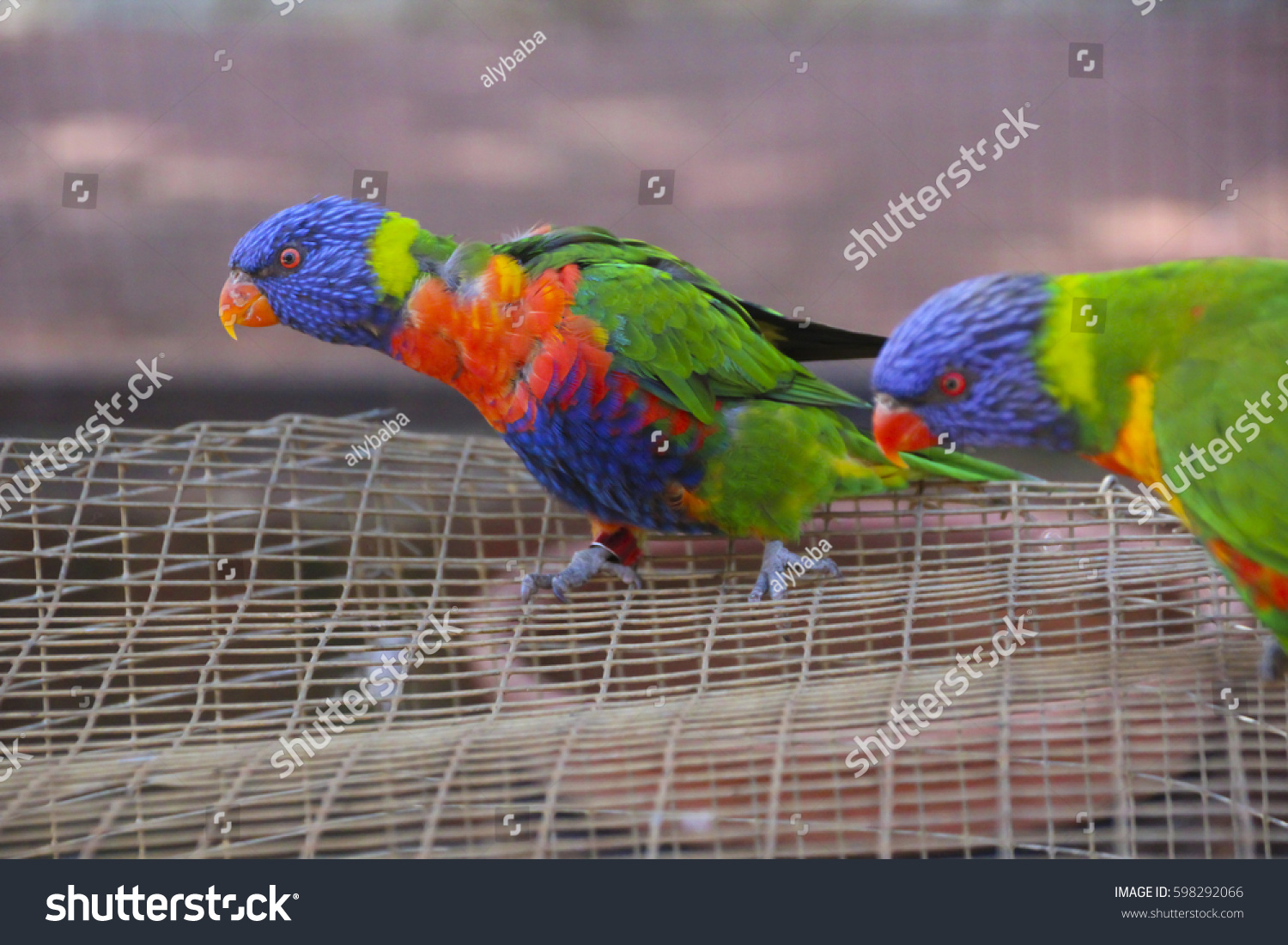 Two Brilliantly Colored Rainbow Lorikeet Trichoglossus Stock Photo ...