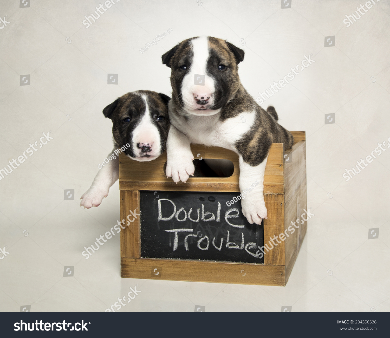 double terrier box