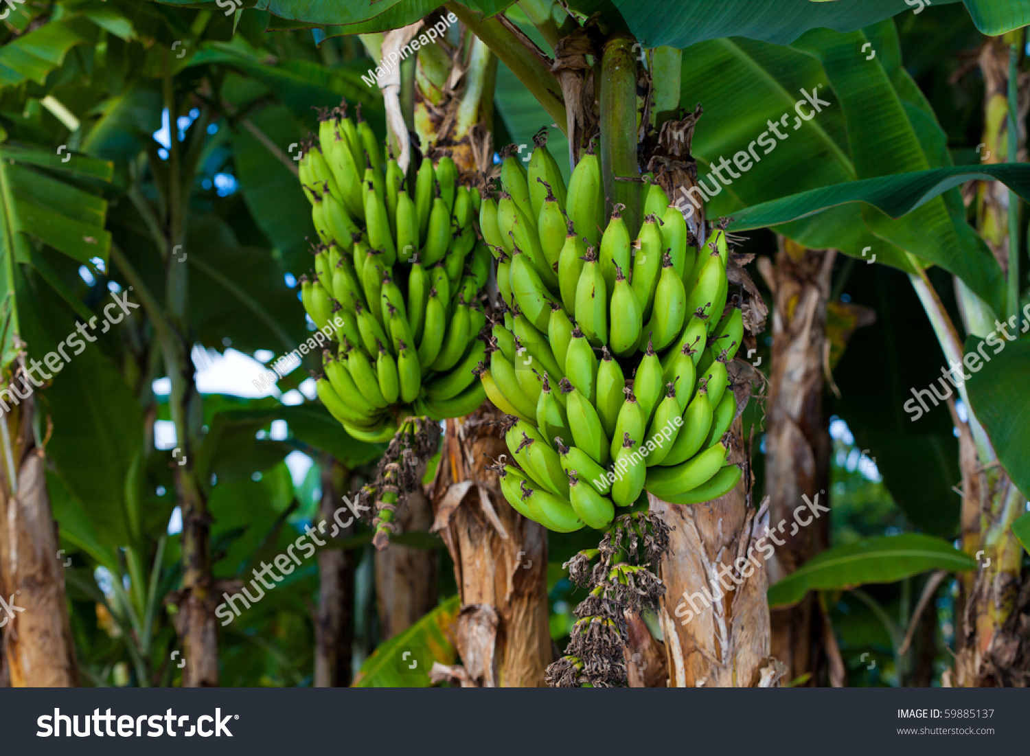 Two Bunches Banana Growing On Tree Stock Photo Edit Now 59885137