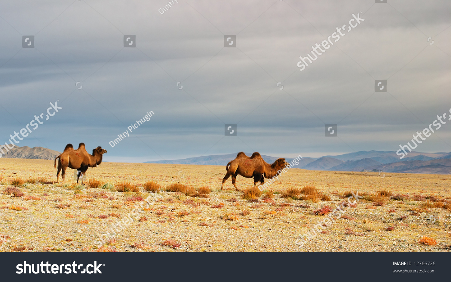 Two Camels, Gobi Desert, Mongolia Stock Photo 12766726 : Shutterstock