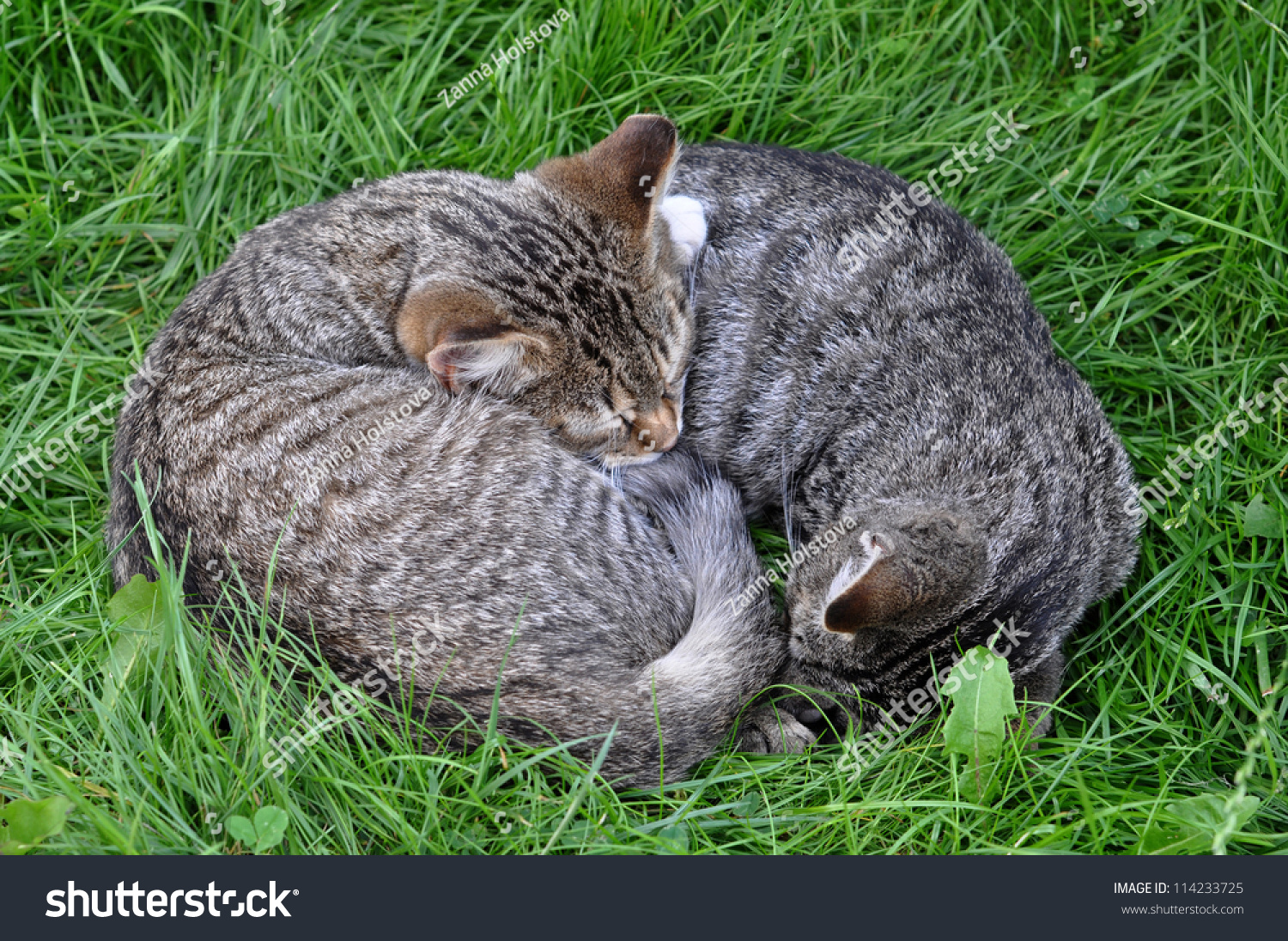 Two Cats Sleeping On Grass Curled Stock Photo 114233725 - Shutterstock