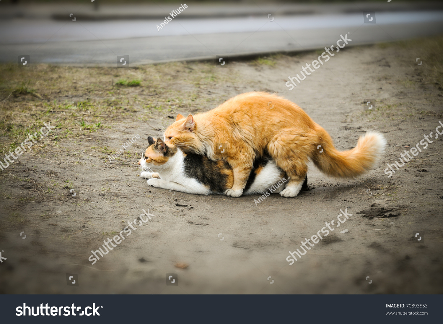 cat sex id Cat sex id